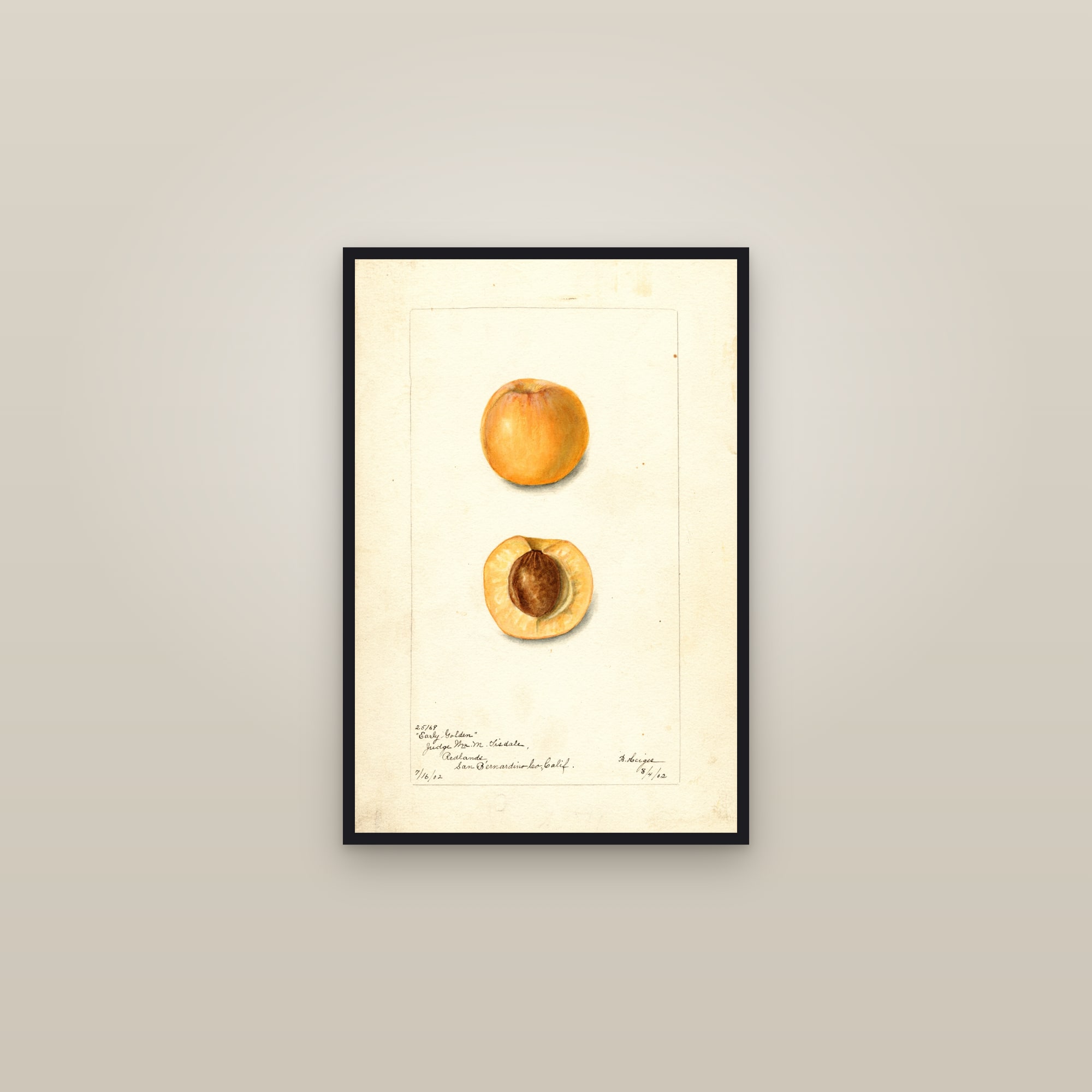 Early Golden Apricot — framed in a gallery setting