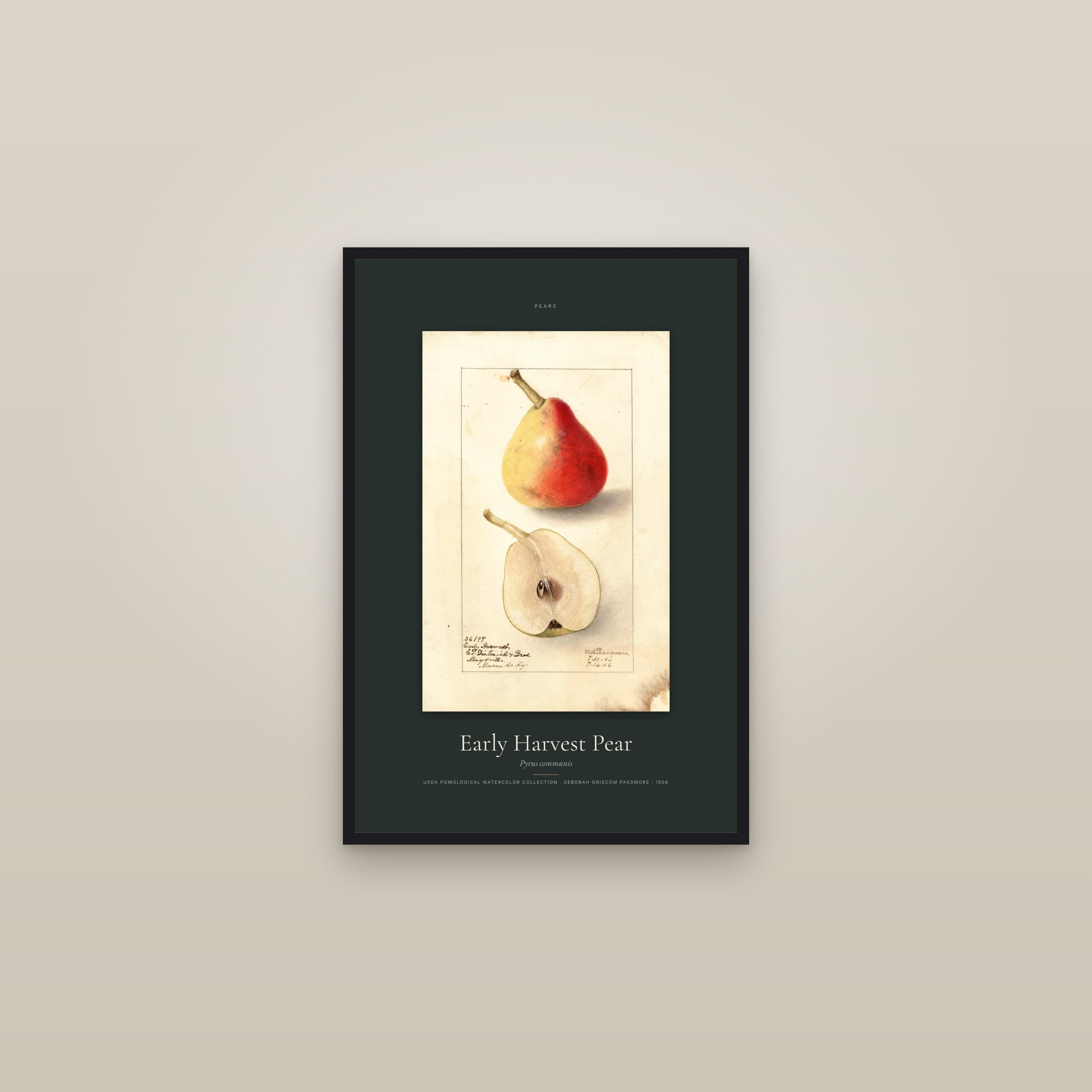 Early Harvest Pear — Specimen — framed in a gallery setting