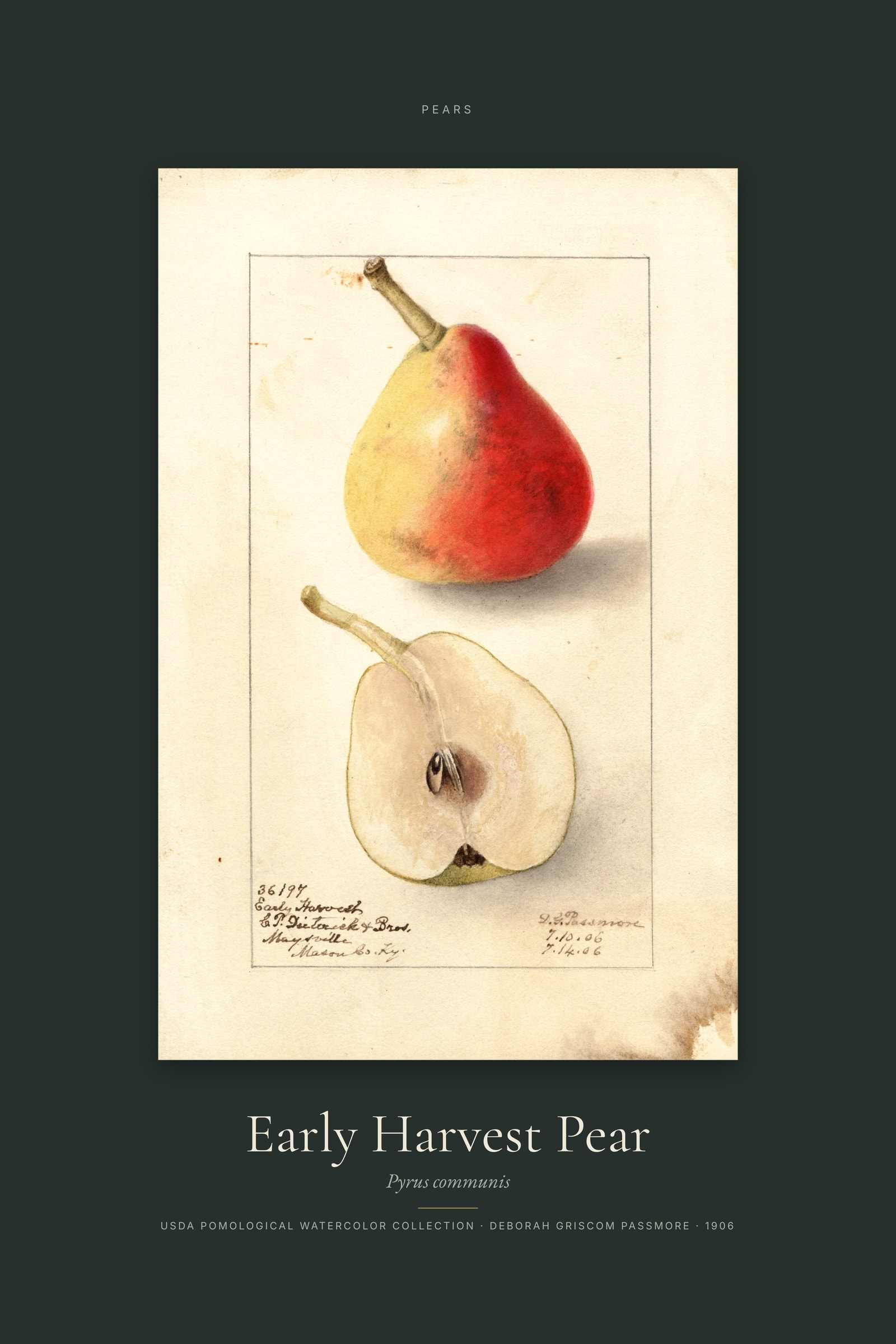 Early Harvest Pear — Specimen