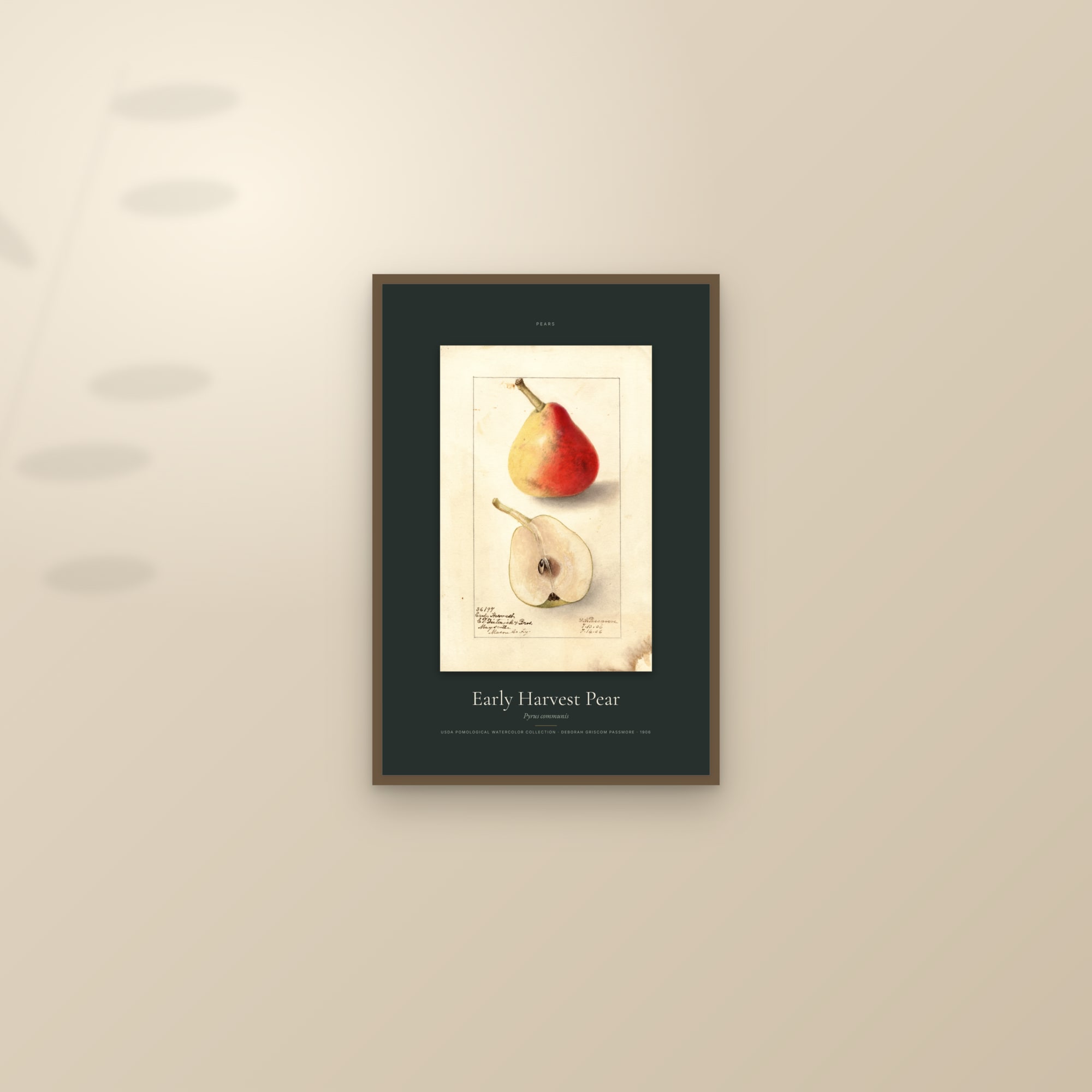 Early Harvest Pear — Specimen — framed and styled on a sunlit wall