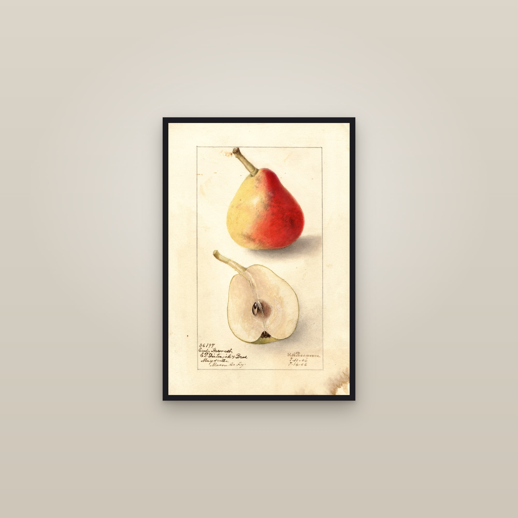 Early Harvest Pear — framed in a gallery setting