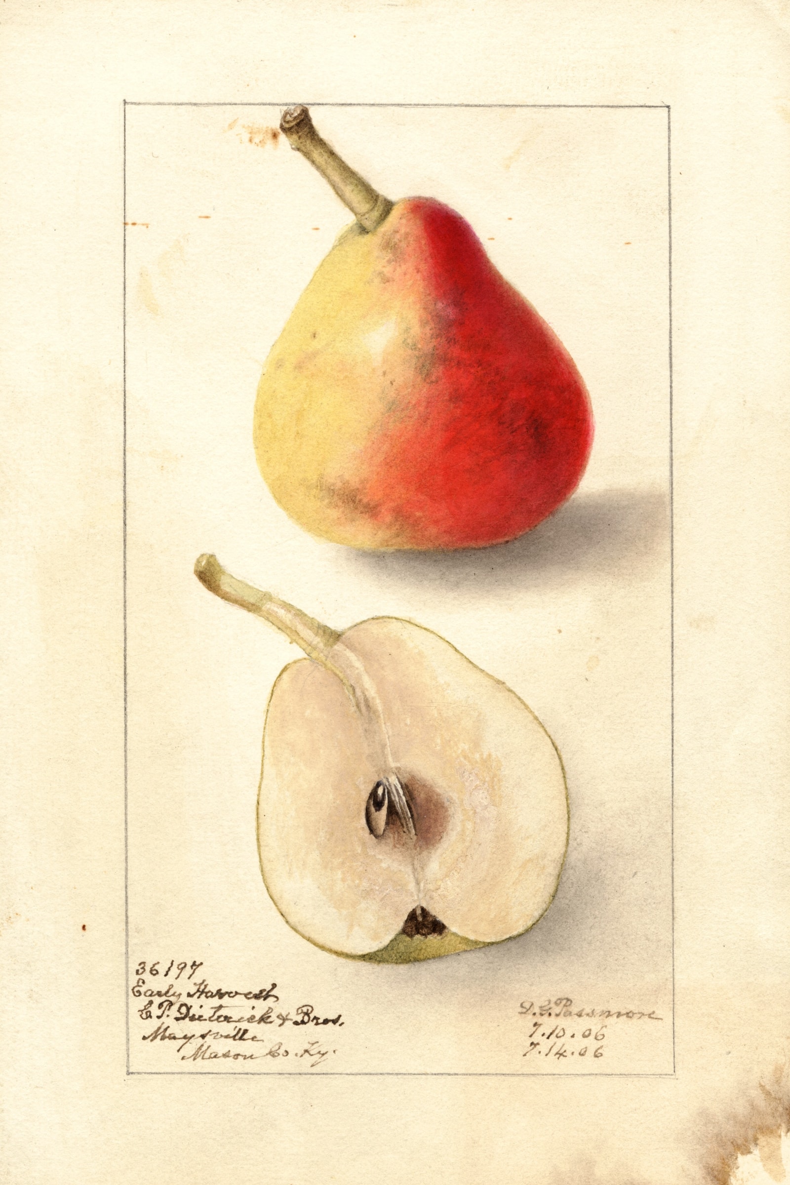 Early Harvest Pear