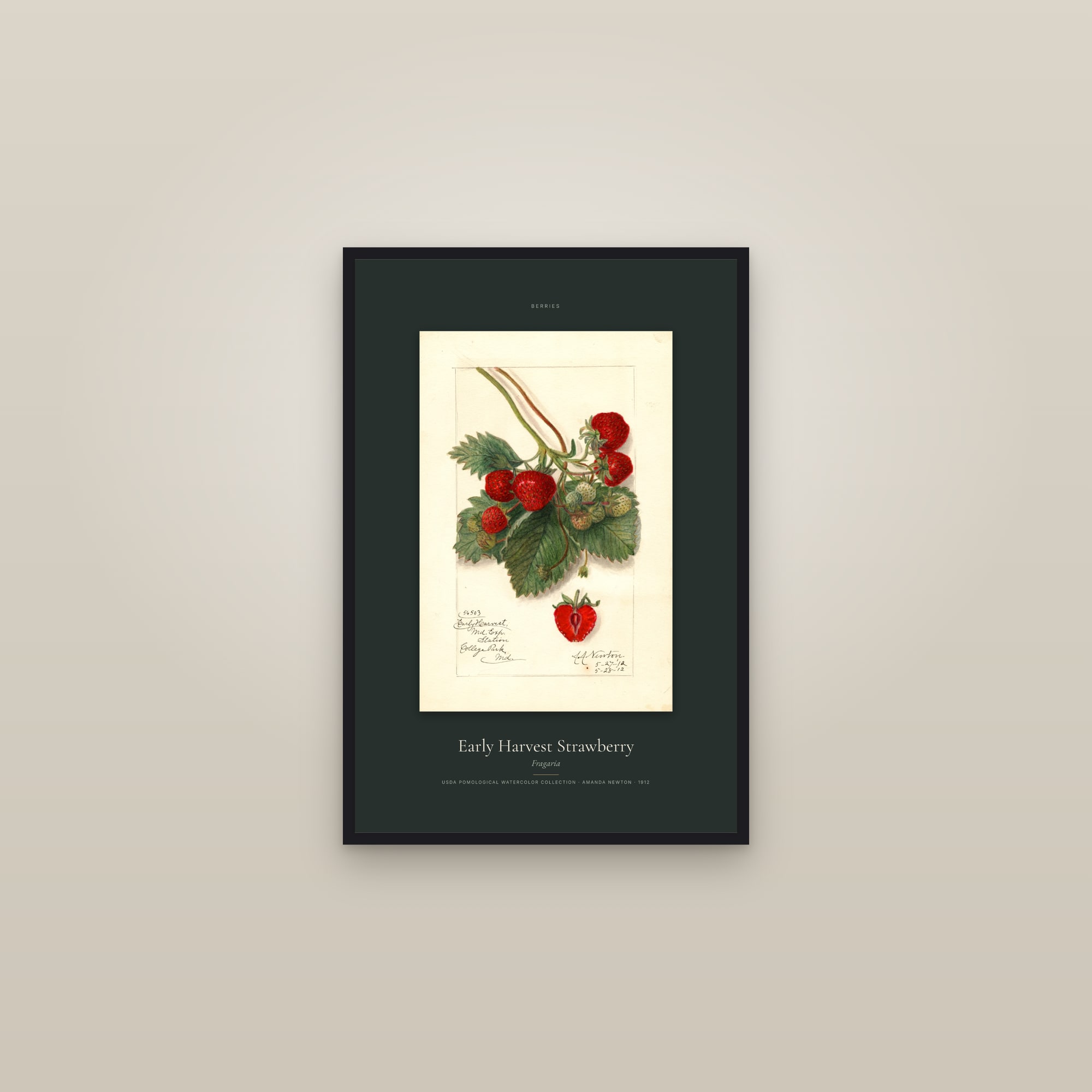 Early Harvest Strawberry — Specimen — framed in a gallery setting