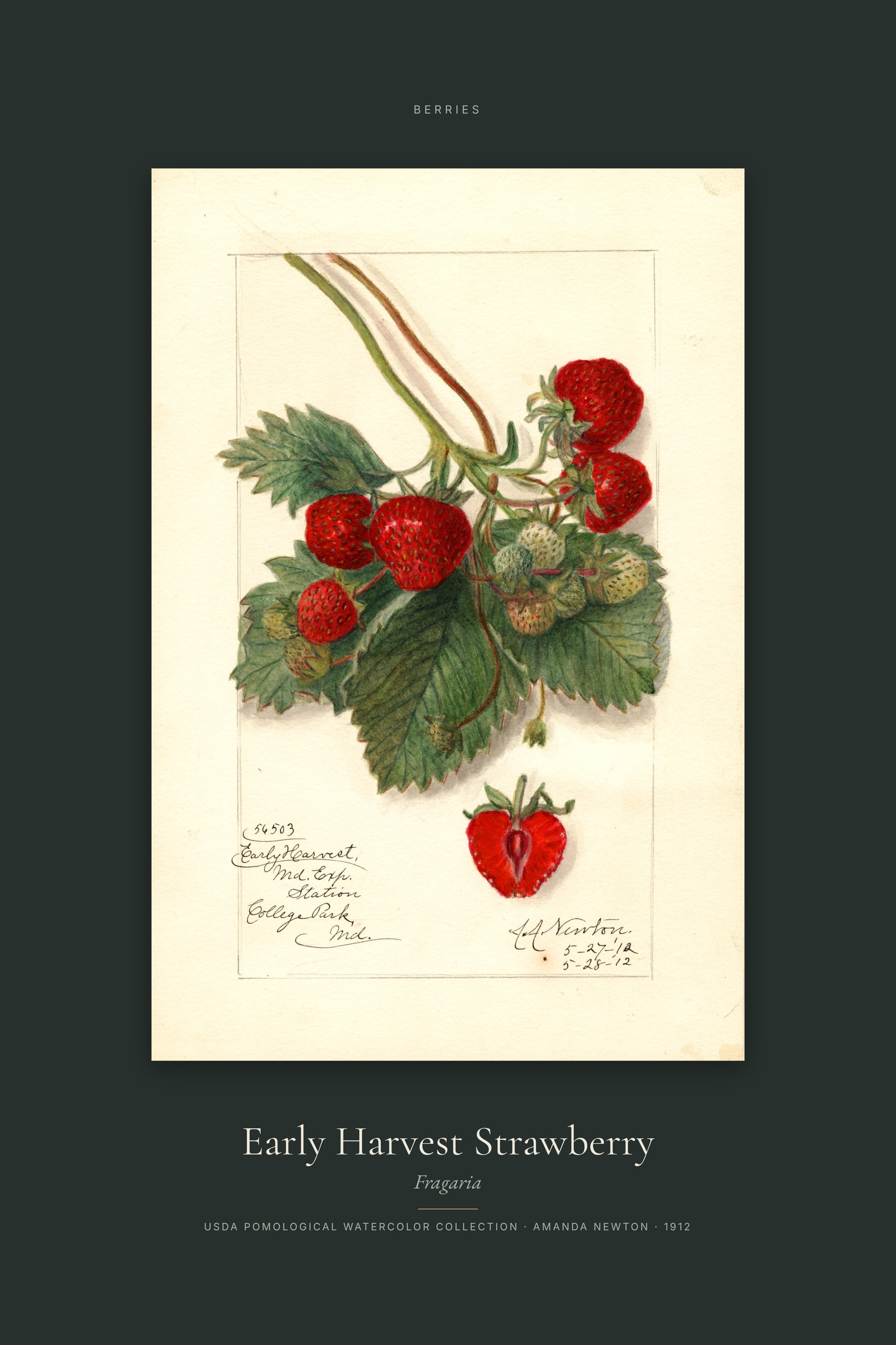 Early Harvest Strawberry — Specimen