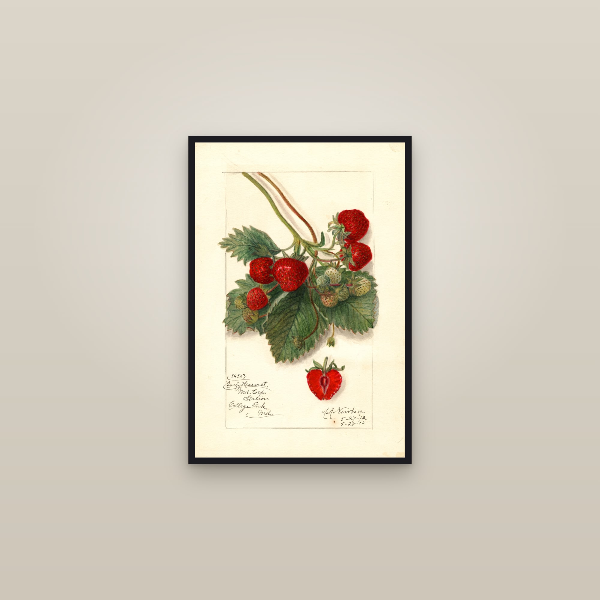 Early Harvest Strawberry — framed in a gallery setting