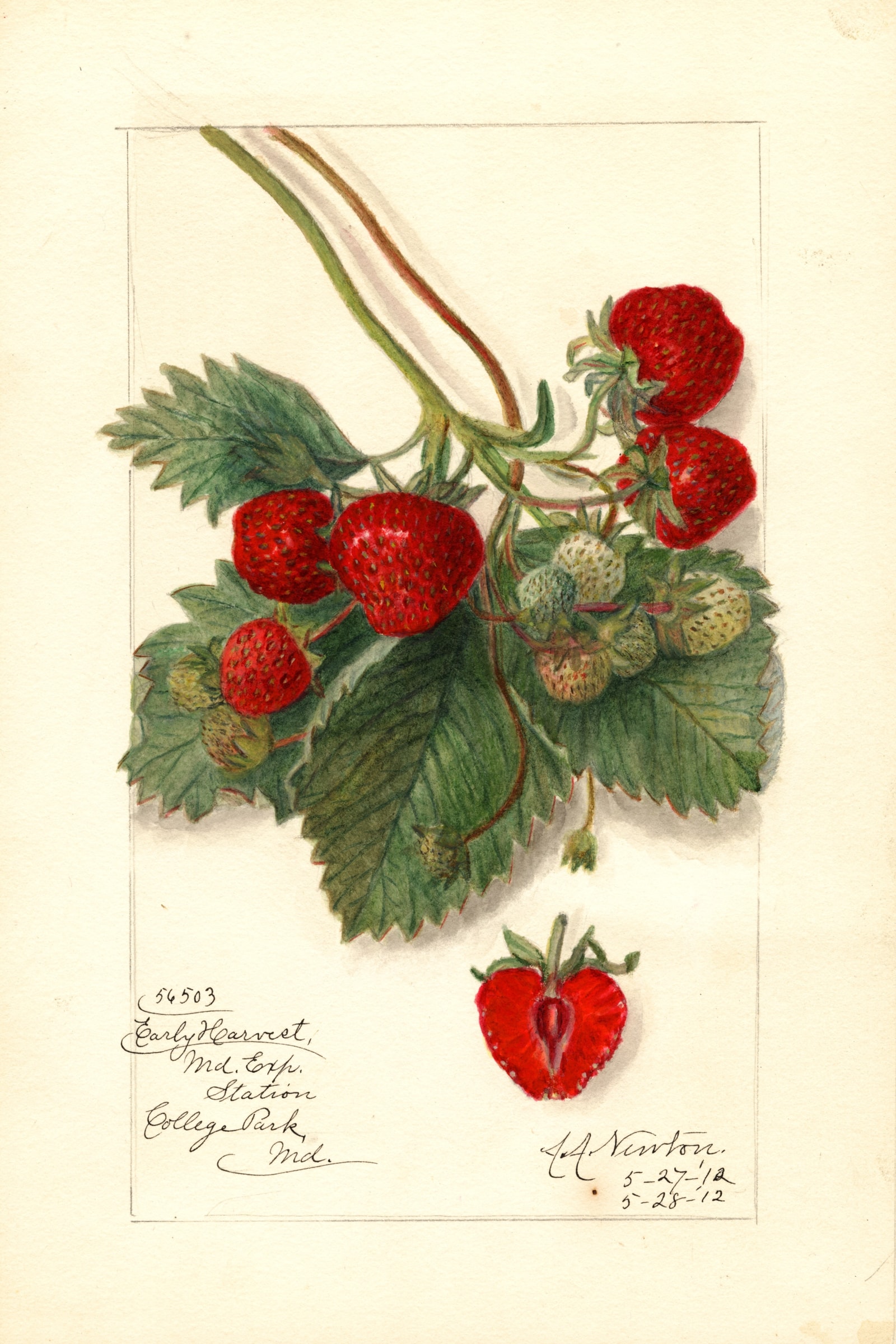 Early Harvest Strawberry