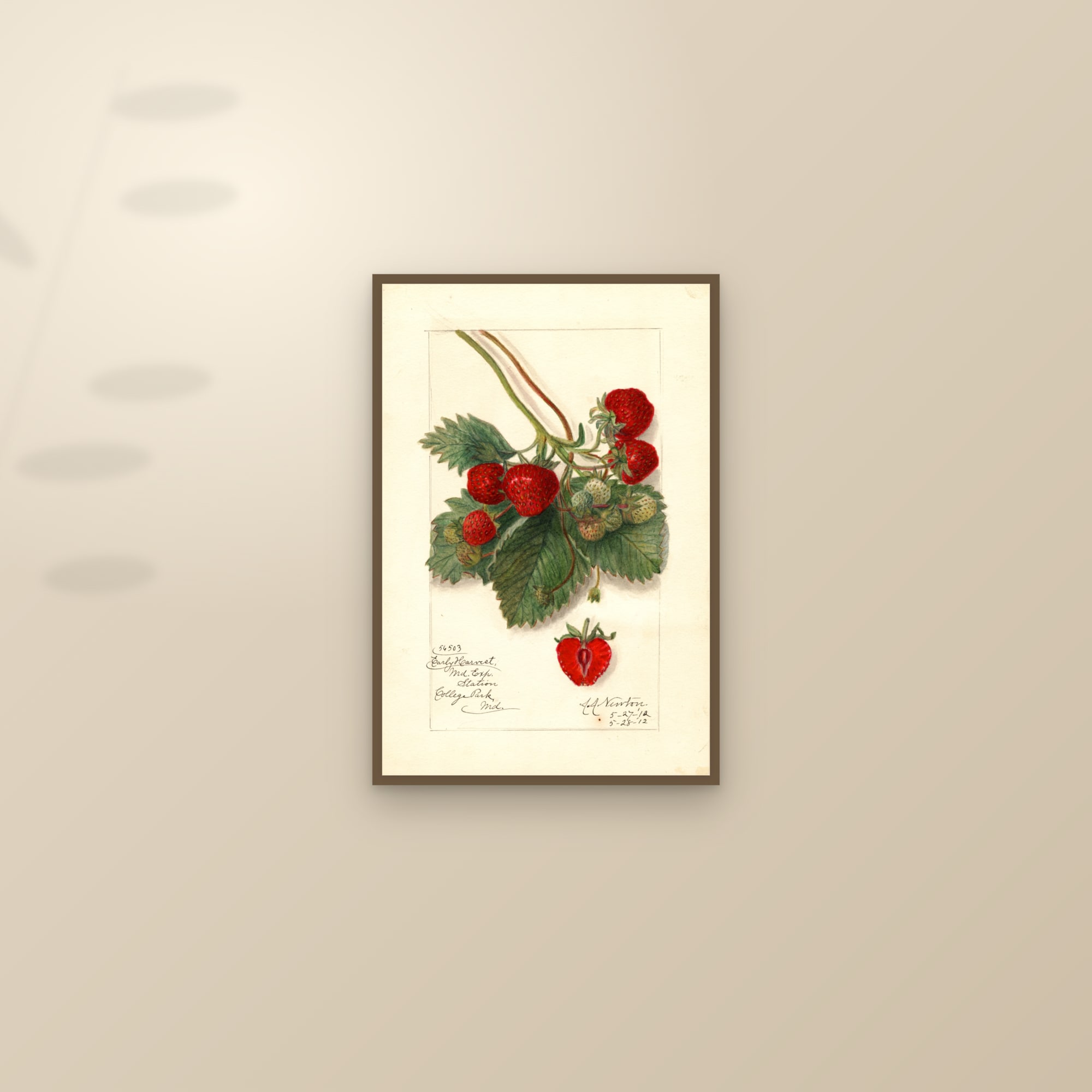 Early Harvest Strawberry — framed and styled on a sunlit wall