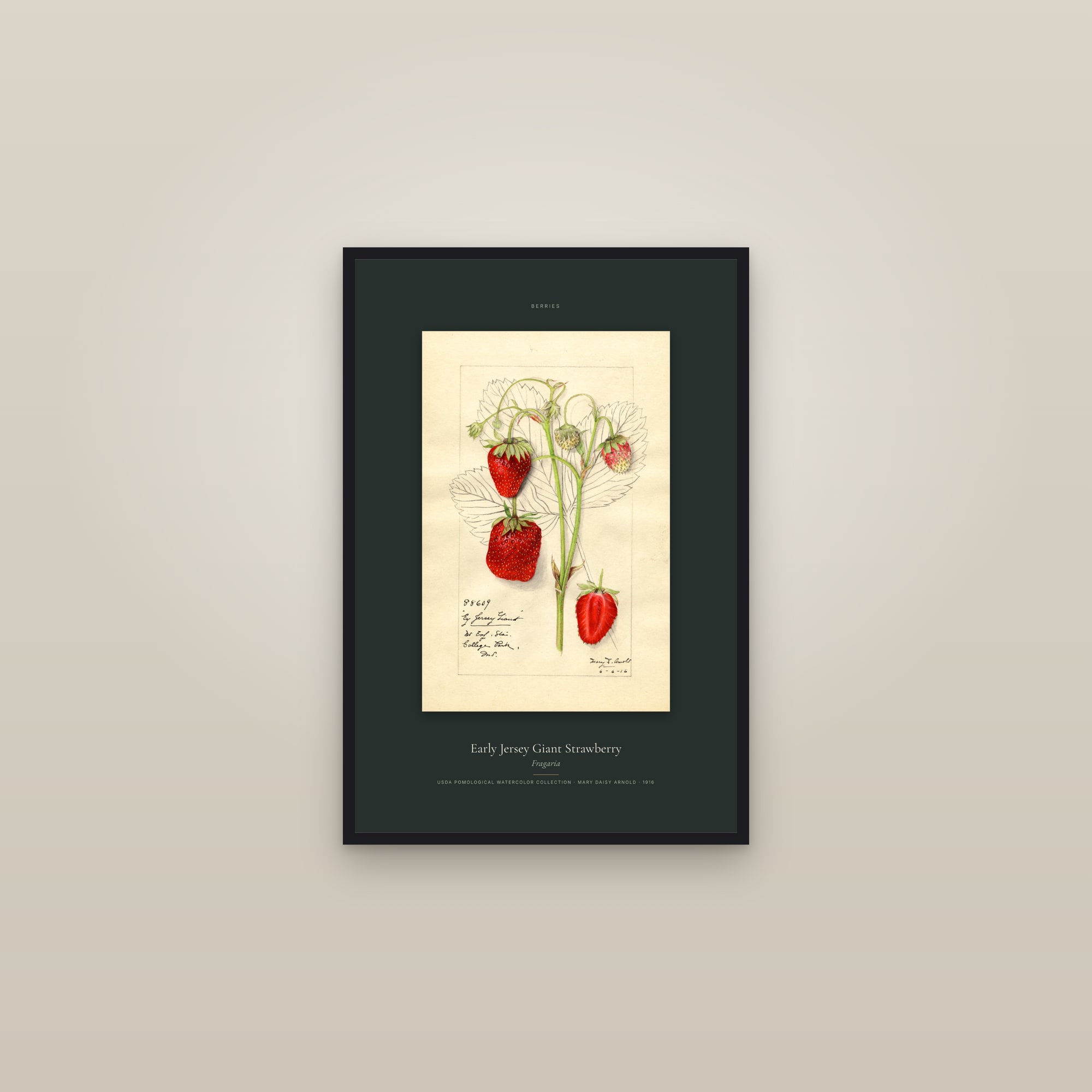 Early Jersey Giant Strawberry — Specimen — framed in a gallery setting