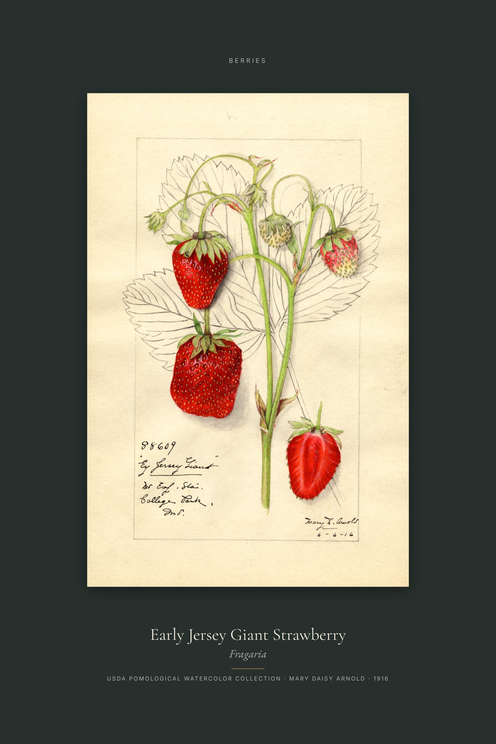 Early Jersey Giant Strawberry — Specimen