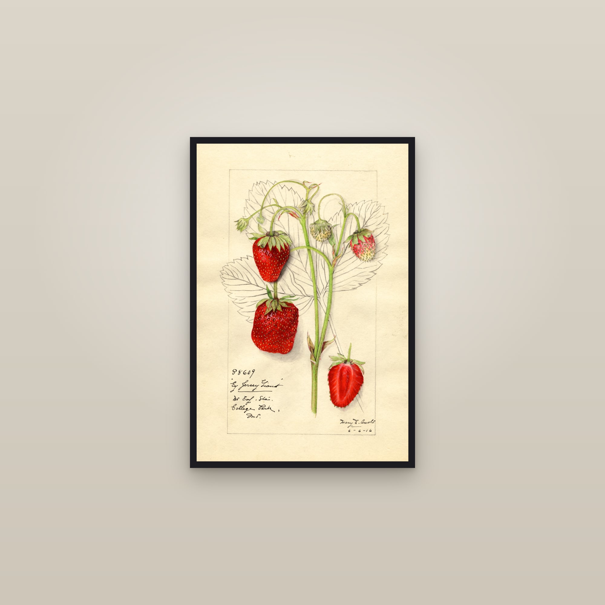 Early Jersey Giant Strawberry — framed in a gallery setting
