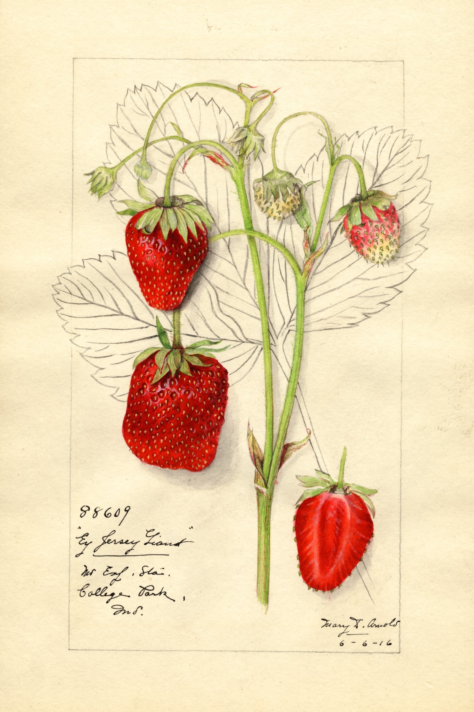 Early Jersey Giant Strawberry
