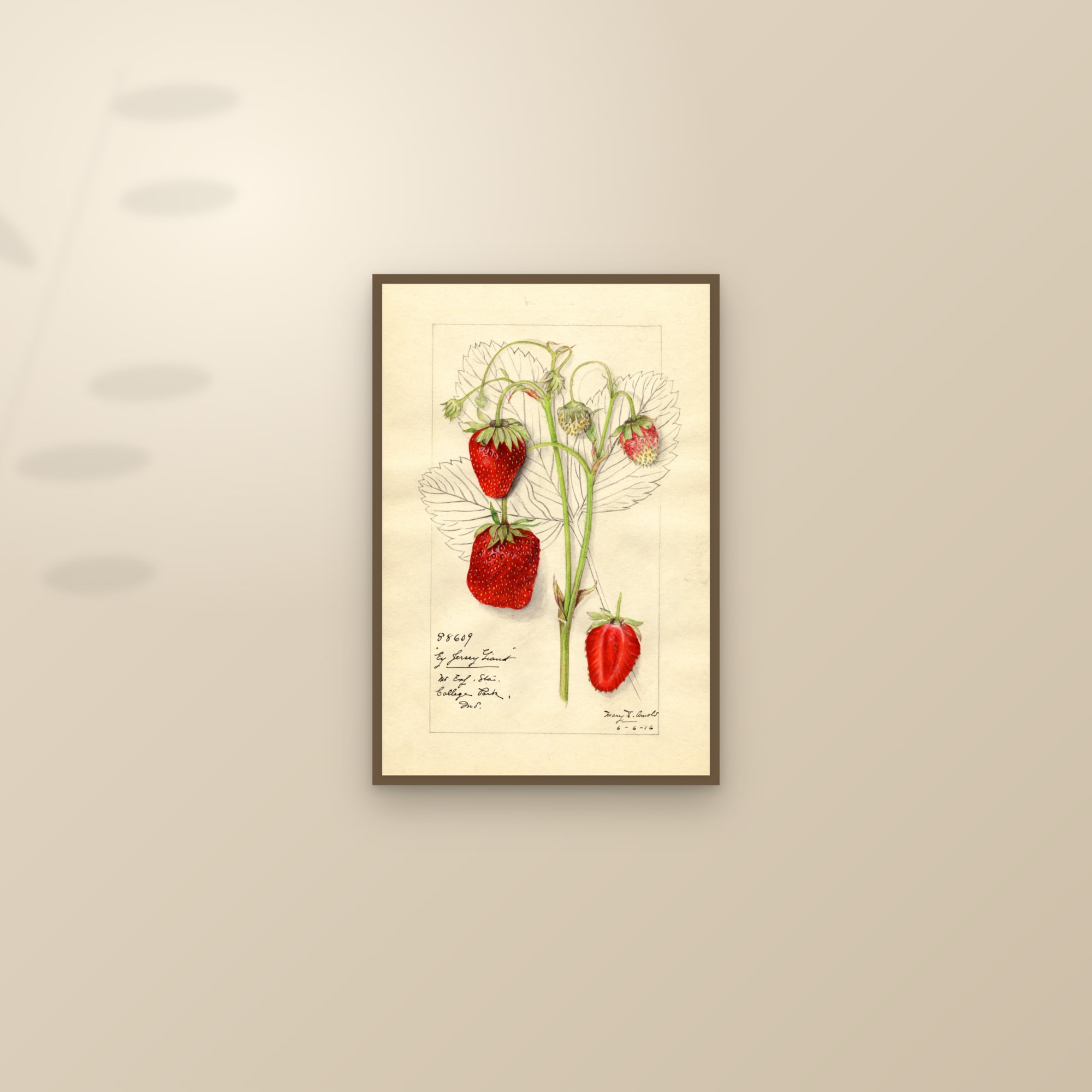 Early Jersey Giant Strawberry — framed and styled on a sunlit wall