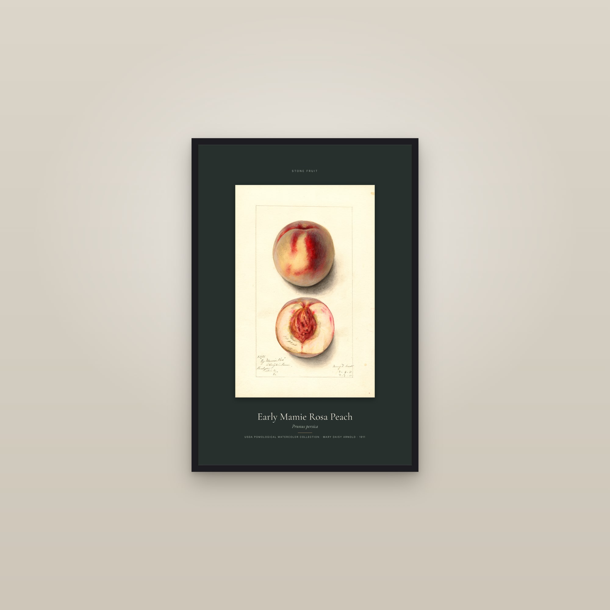 Early Mamie Rosa Peach — Specimen — framed in a gallery setting