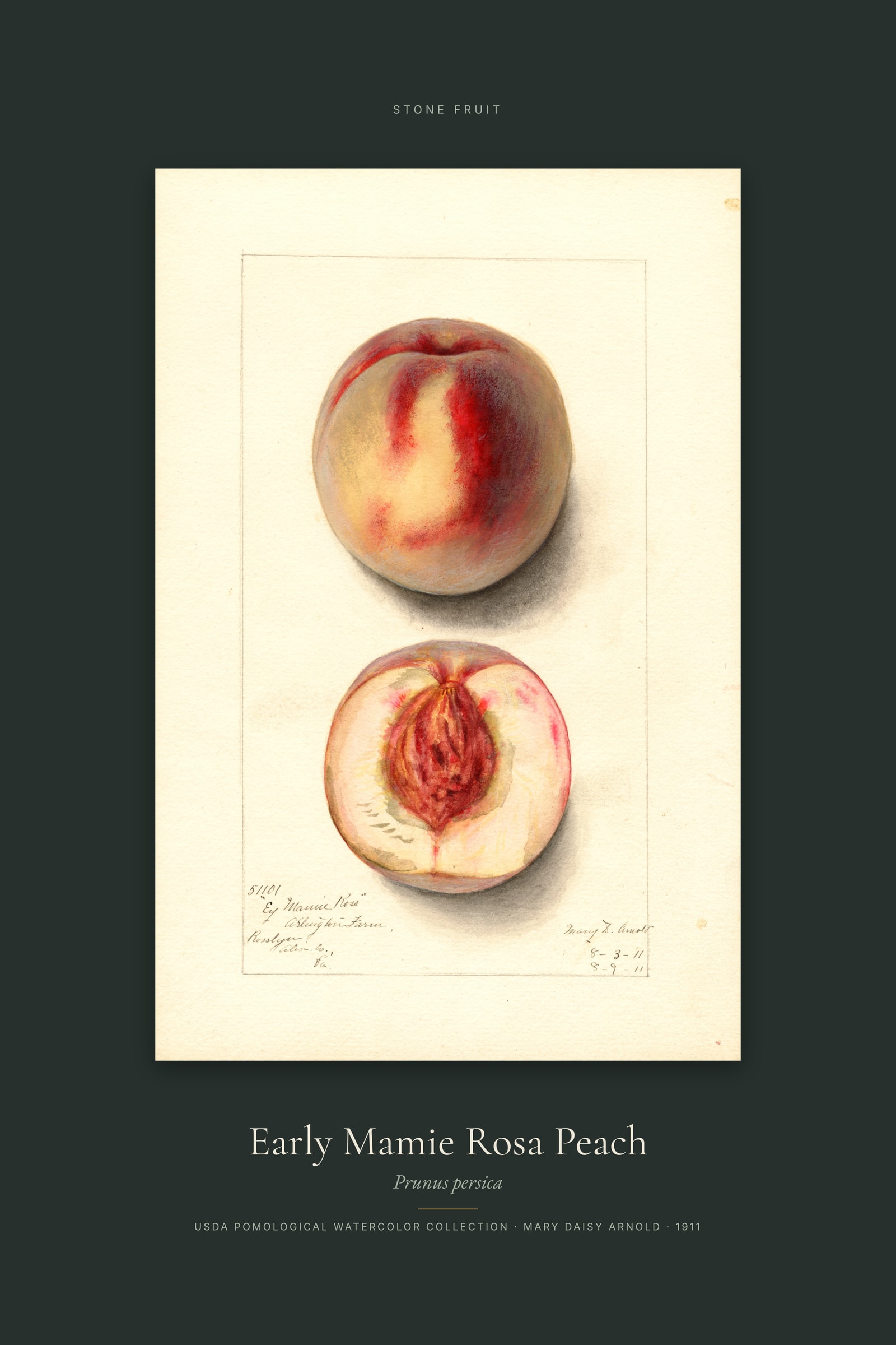 Early Mamie Rosa Peach — Specimen