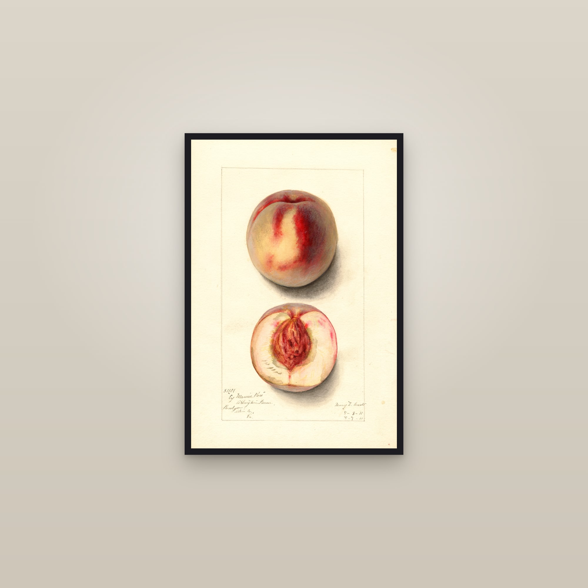 Early Mamie Rosa Peach — framed in a gallery setting