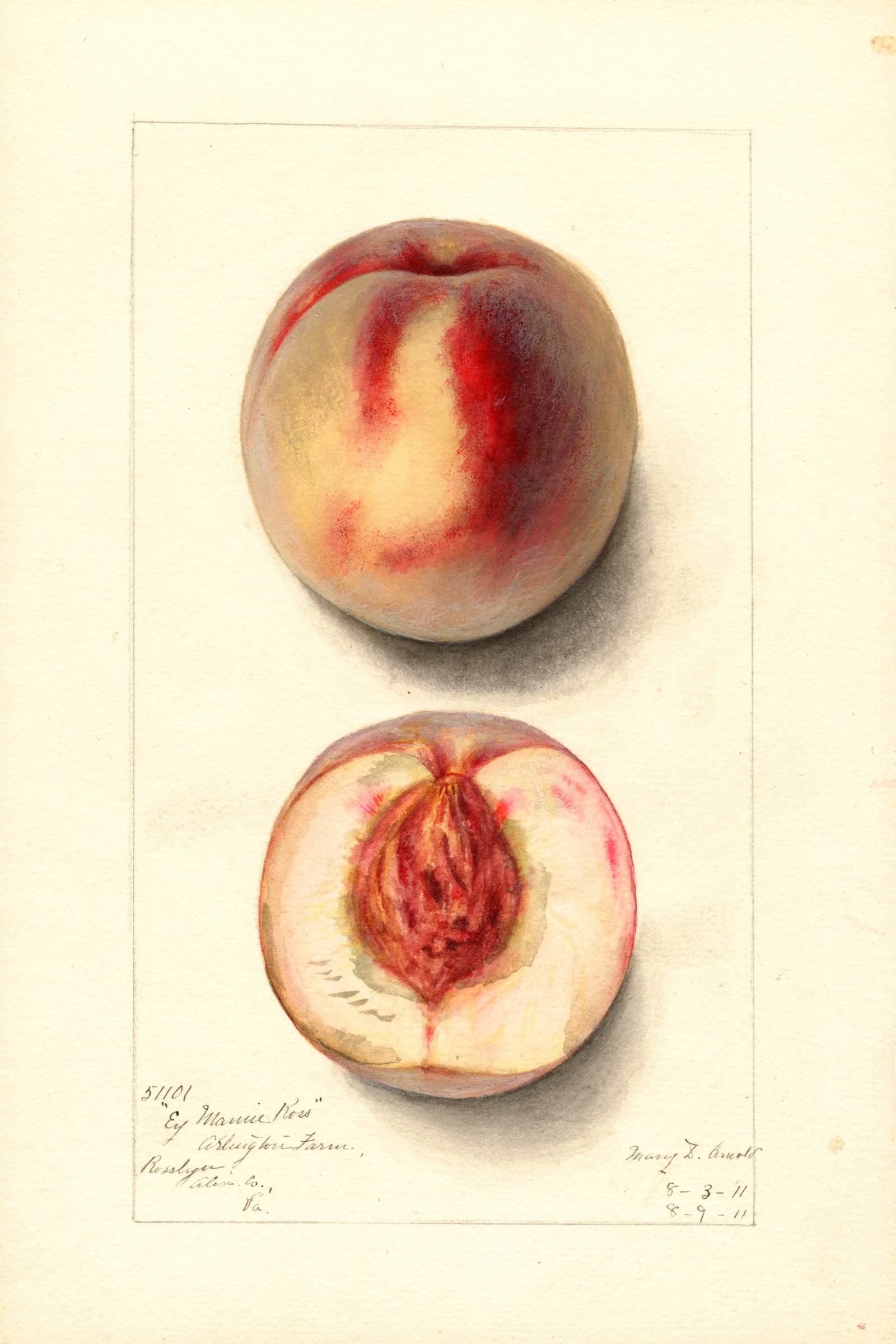 Early Mamie Rosa Peach