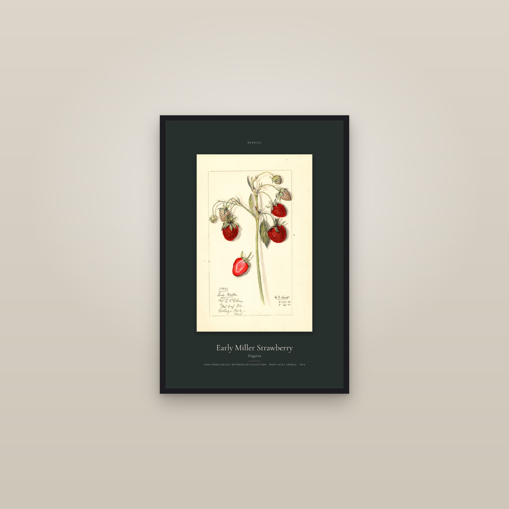 Early Miller Strawberry — Specimen — framed in a gallery setting
