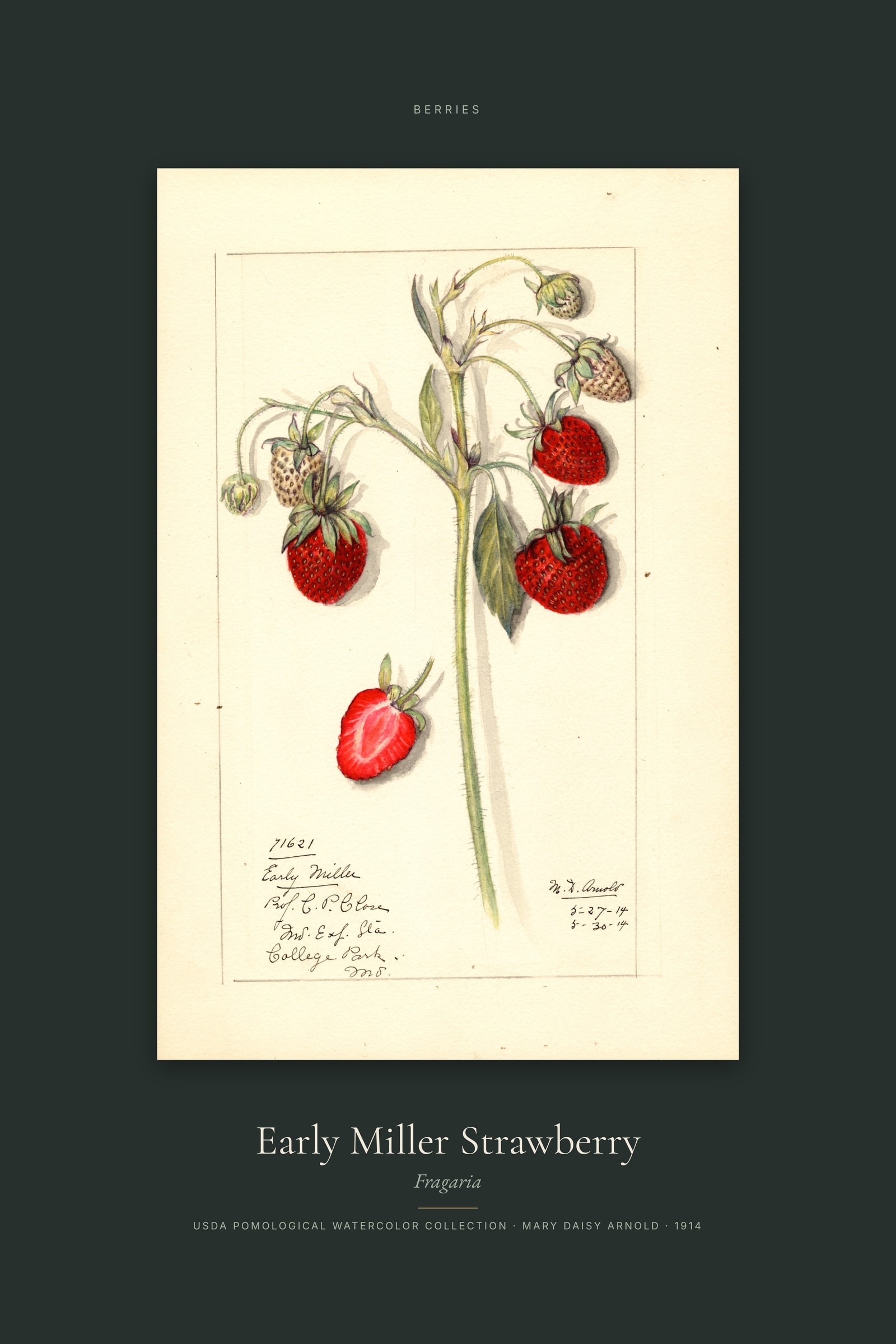 Early Miller Strawberry — Specimen