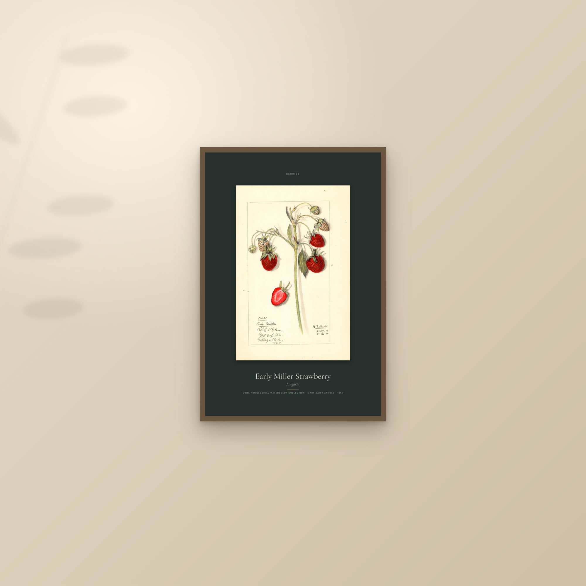 Early Miller Strawberry — Specimen — framed and styled on a sunlit wall