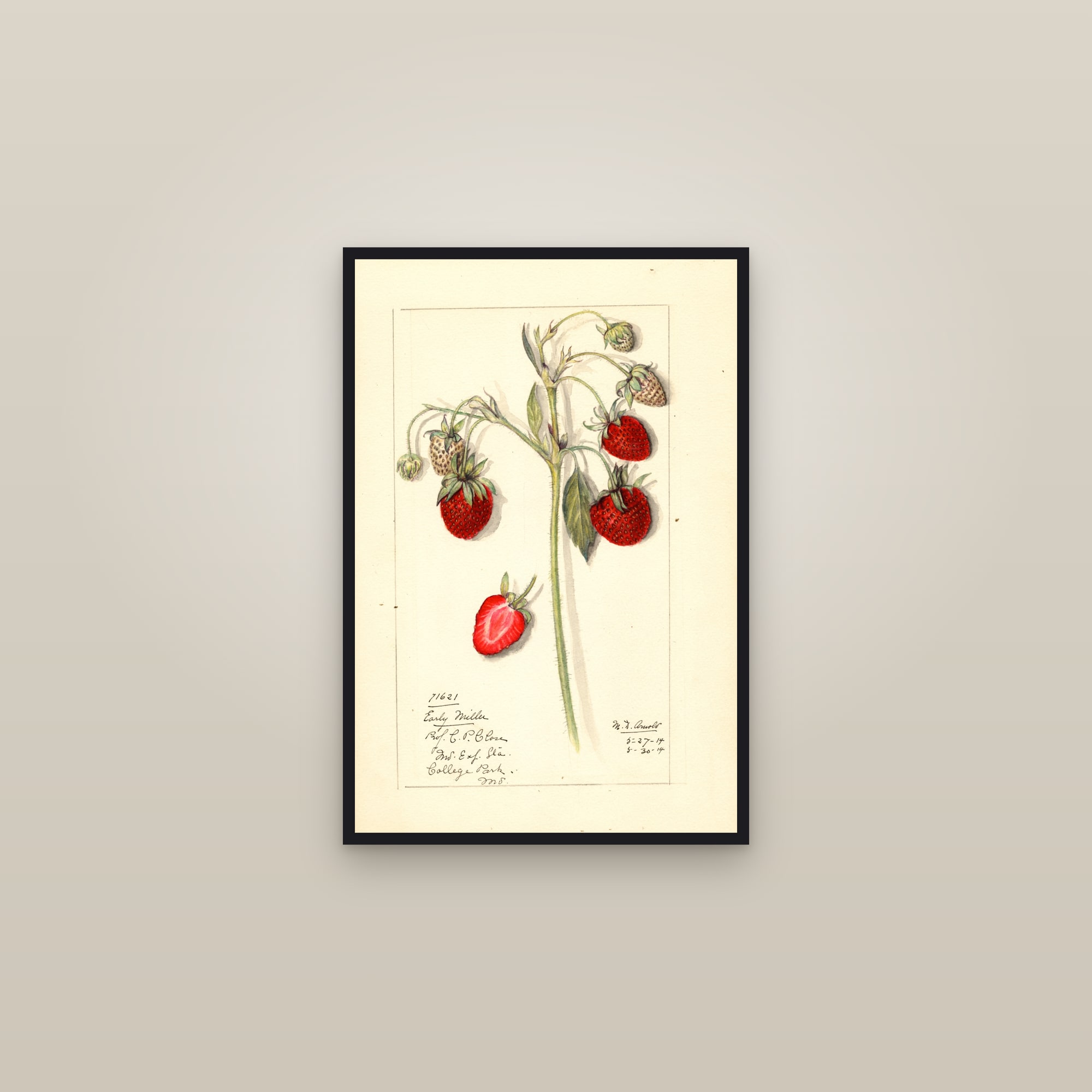 Early Miller Strawberry — framed in a gallery setting