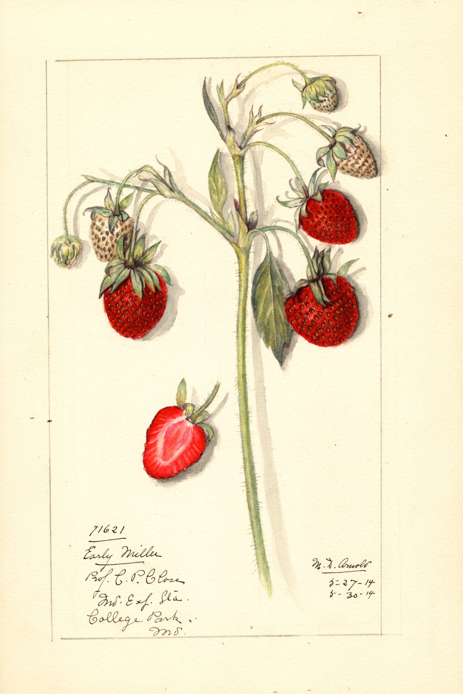 Early Miller Strawberry