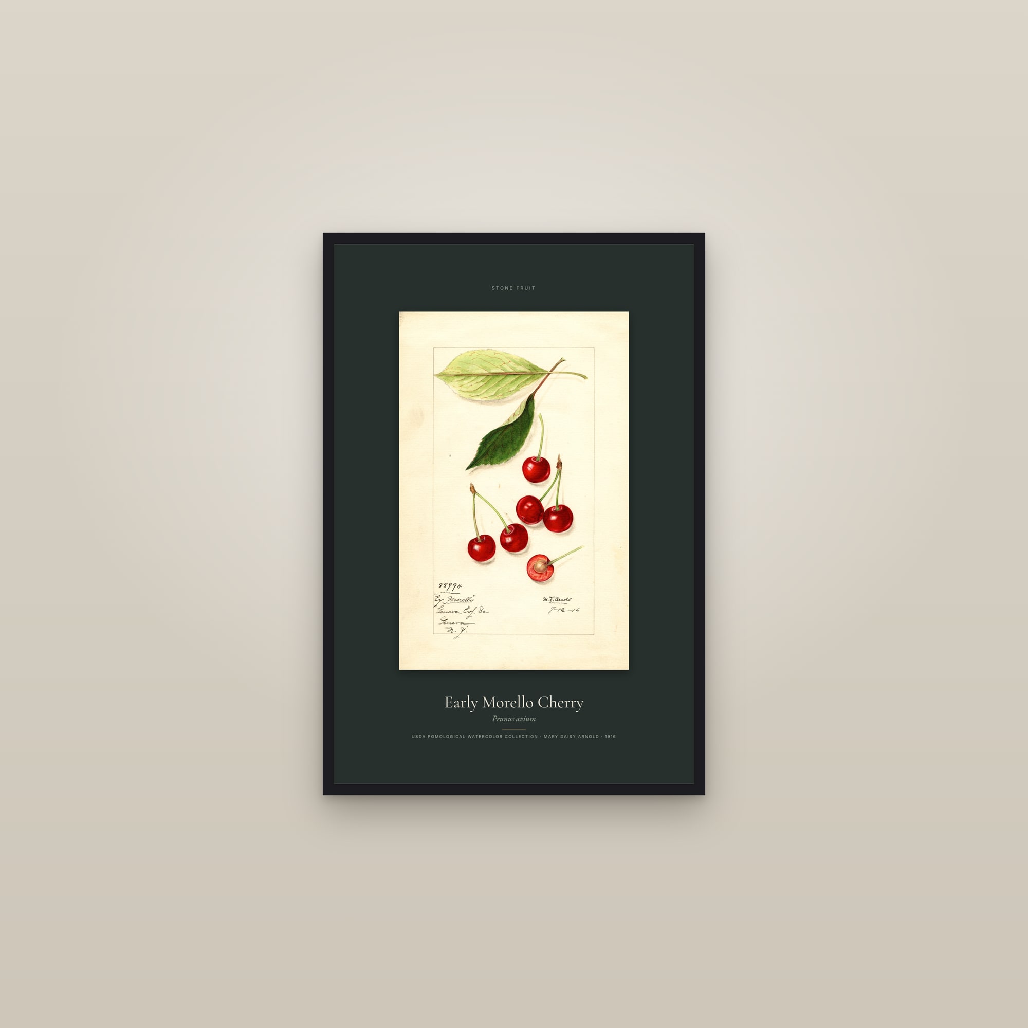 Early Morello Cherry — Specimen — framed in a gallery setting