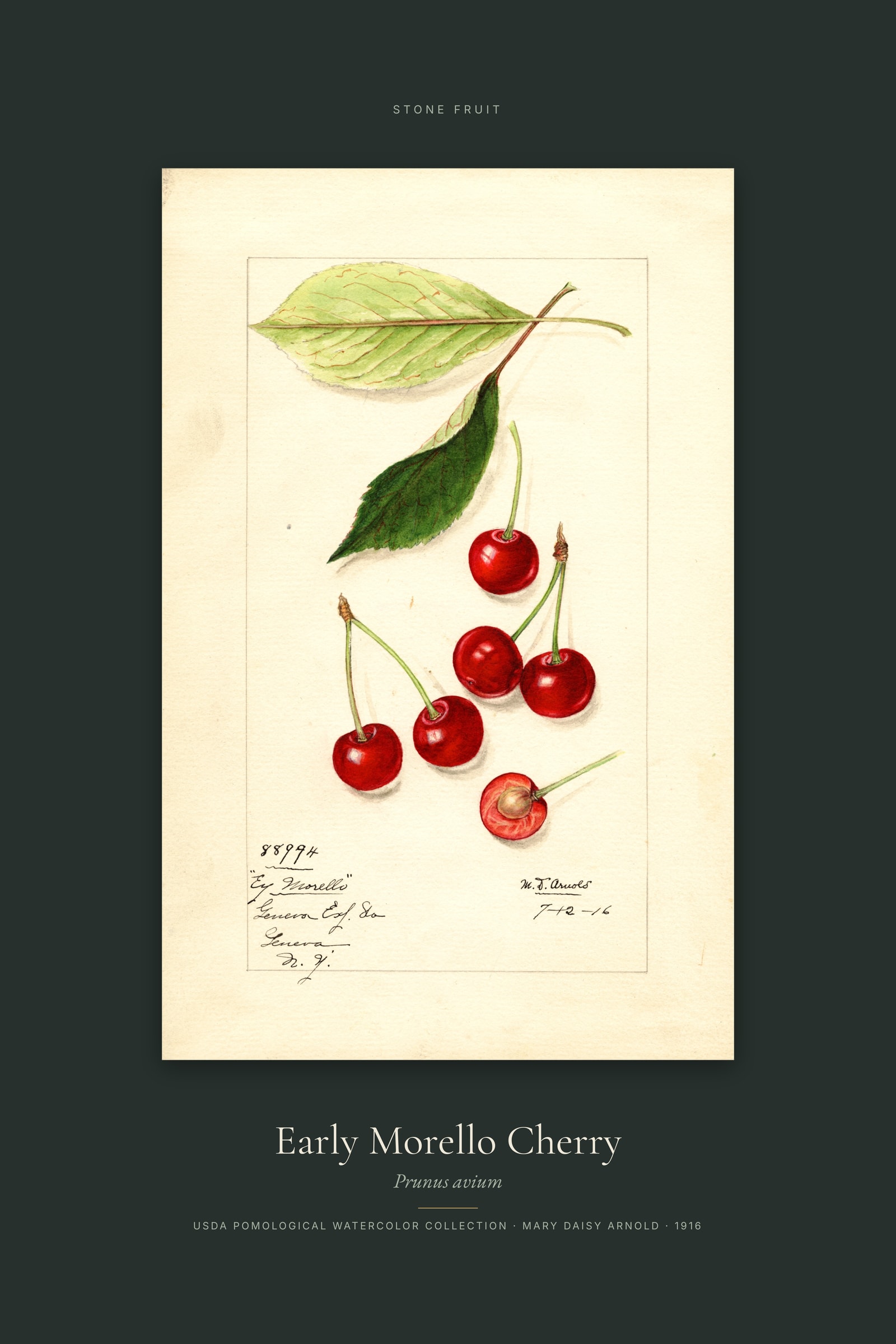 Early Morello Cherry — Specimen