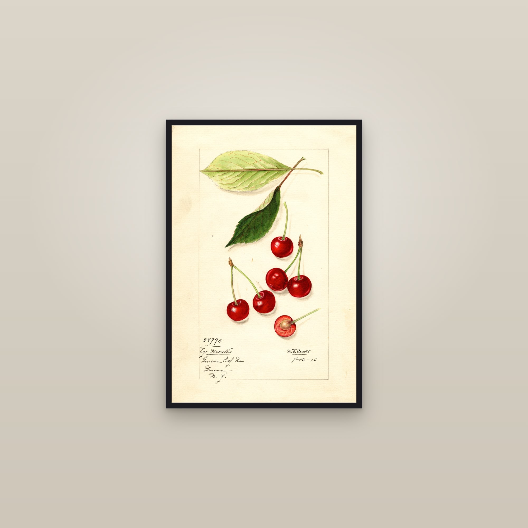 Early Morello Cherry — framed in a gallery setting