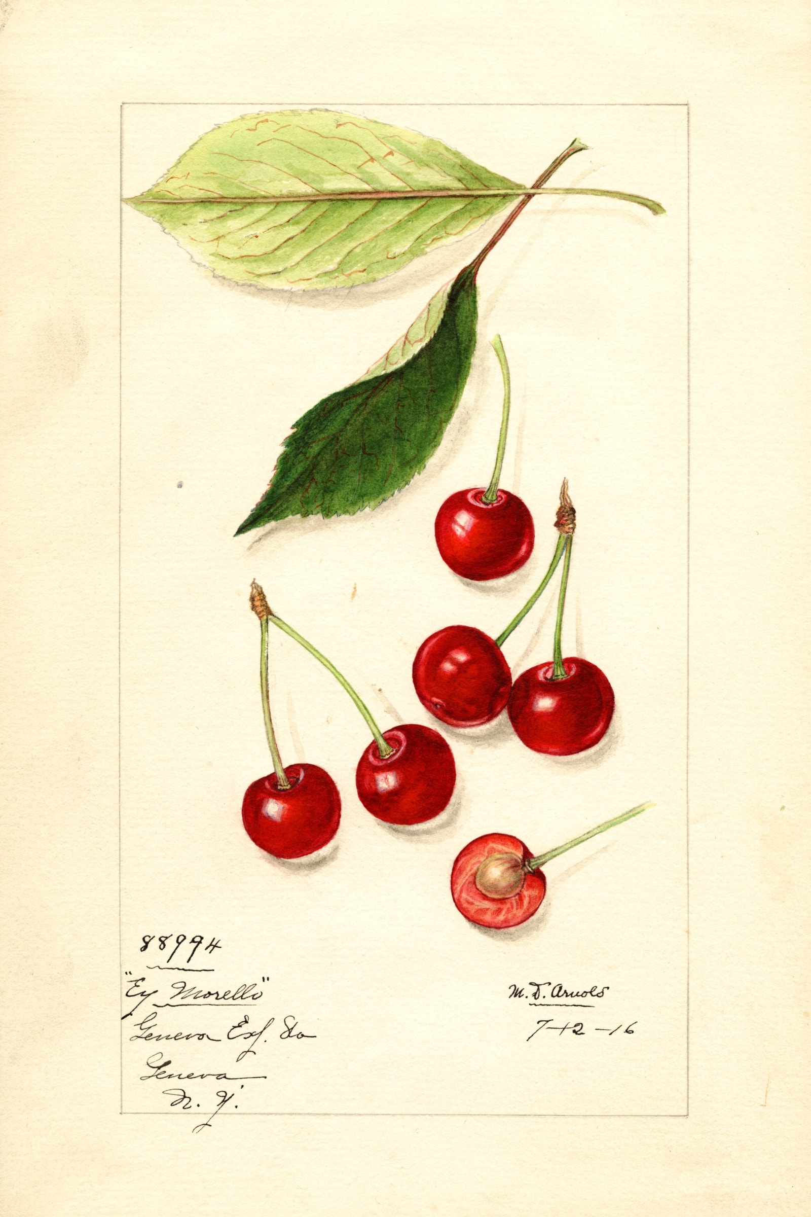 Early Morello Cherry