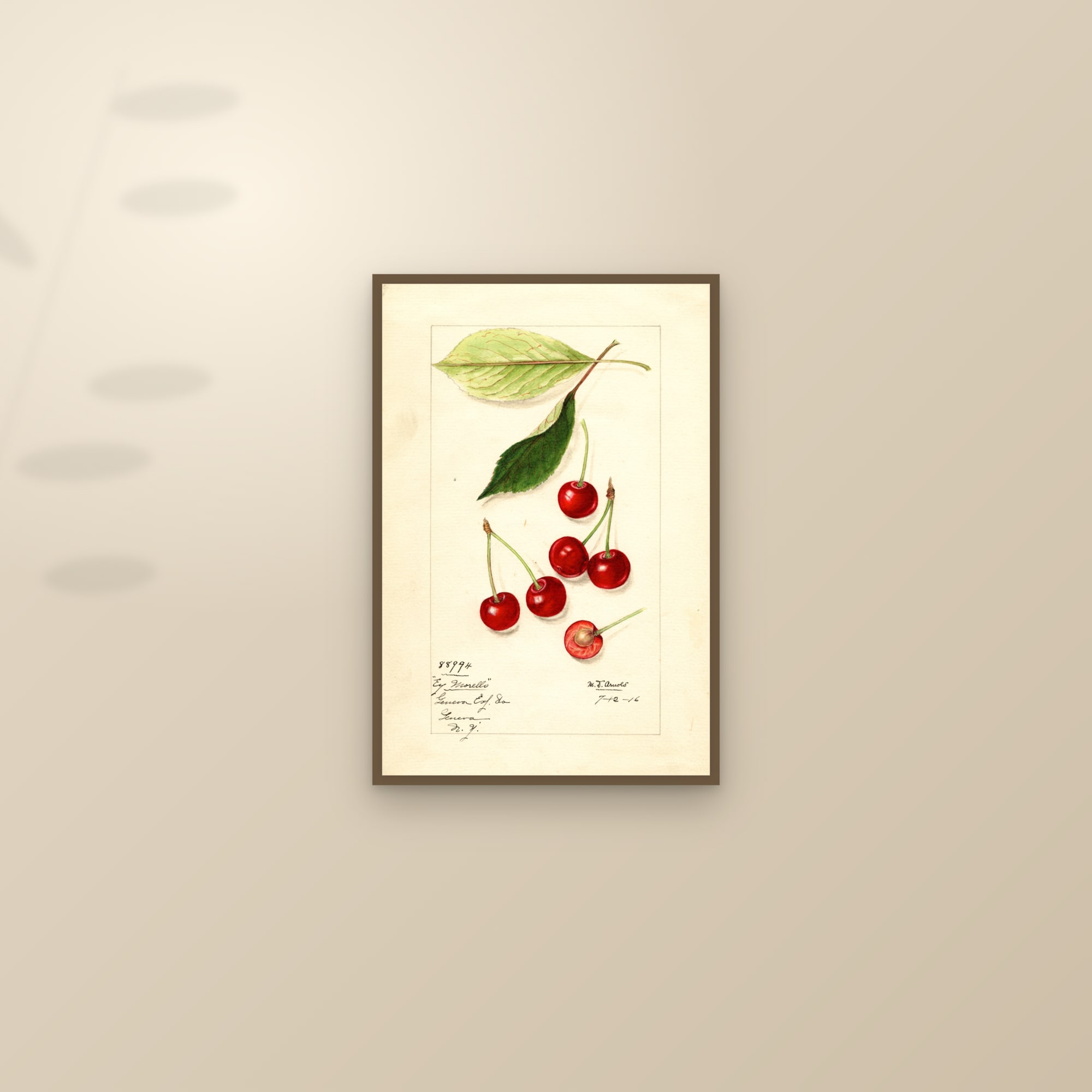 Early Morello Cherry — framed and styled on a sunlit wall