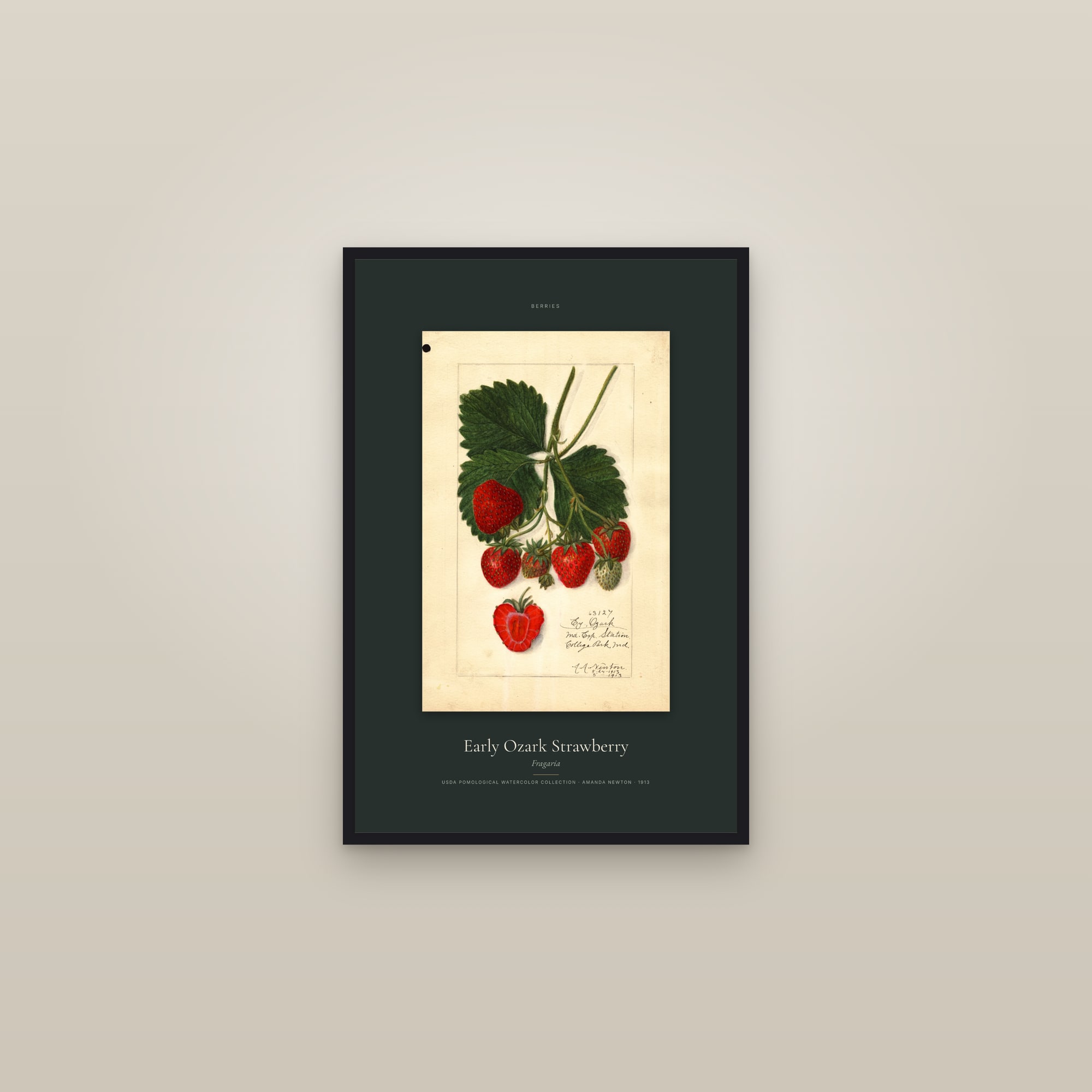 Early Ozark Strawberry — Specimen — framed in a gallery setting