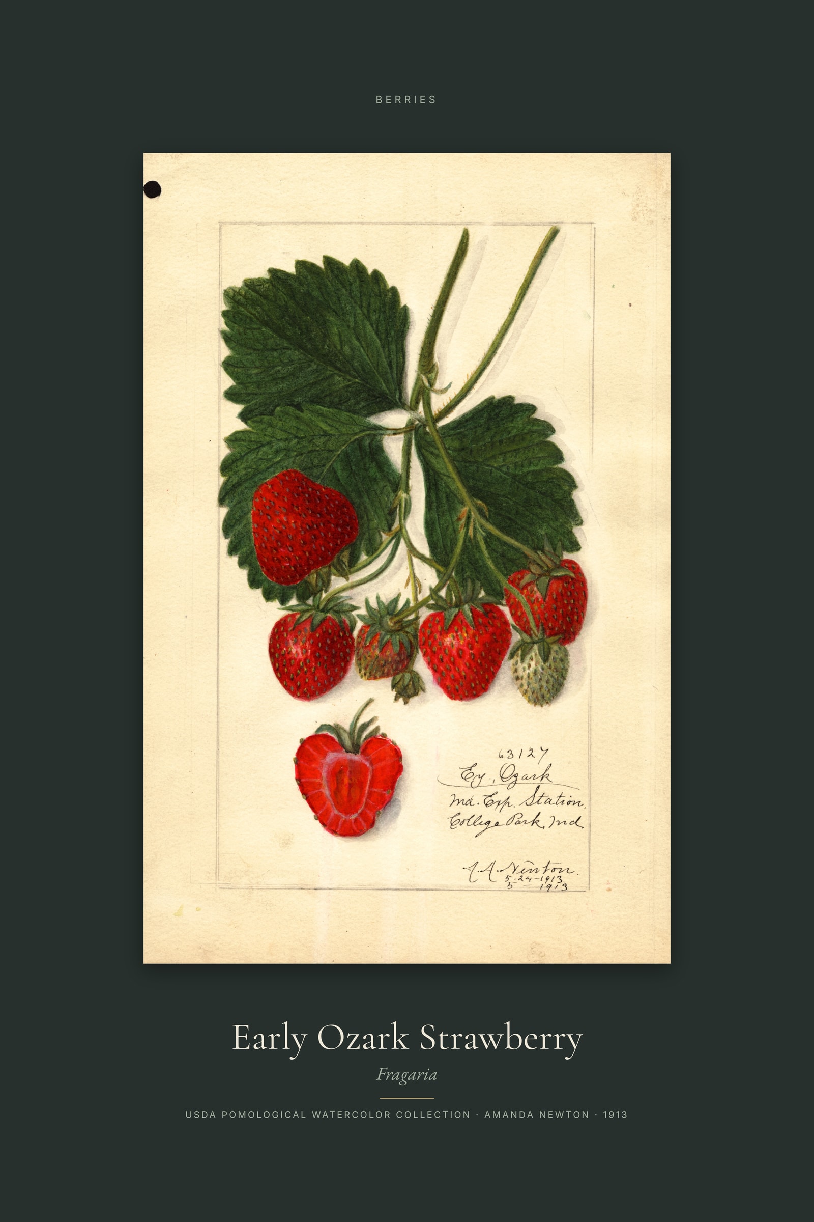 Early Ozark Strawberry — Specimen
