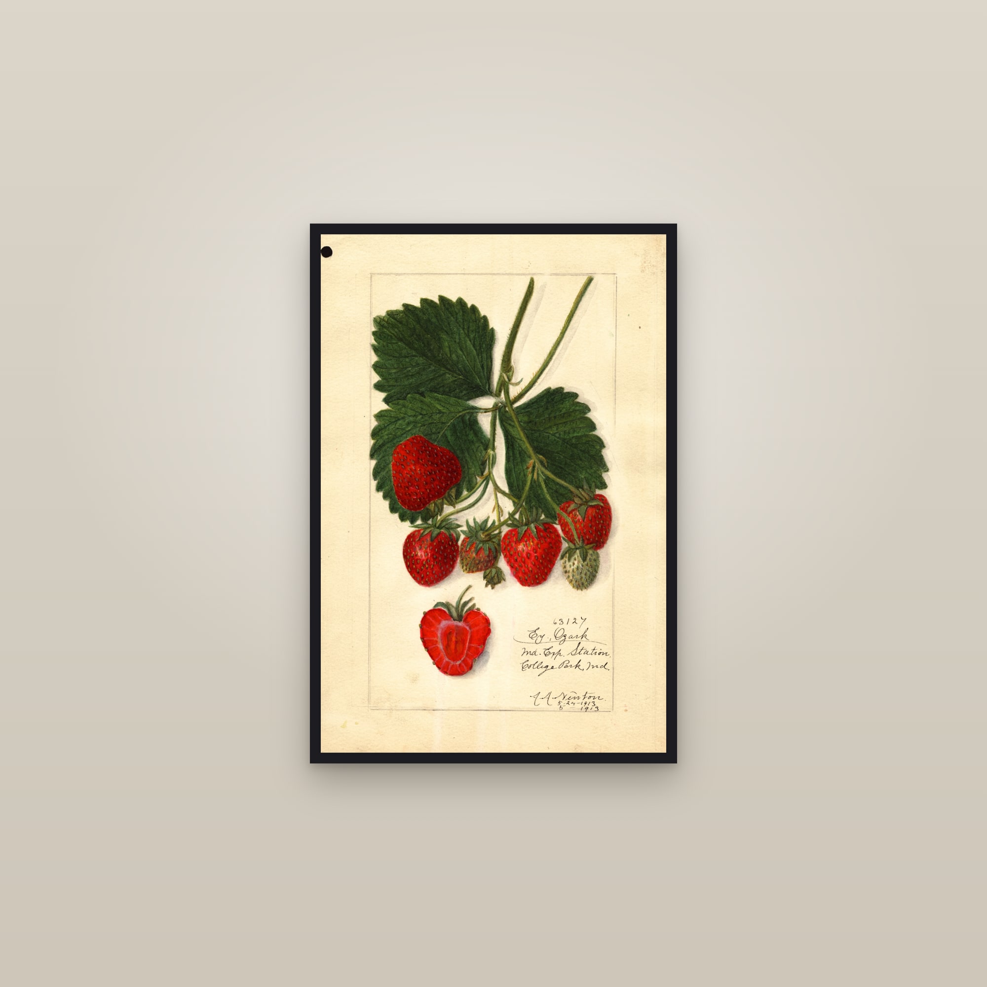 Early Ozark Strawberry — framed in a gallery setting