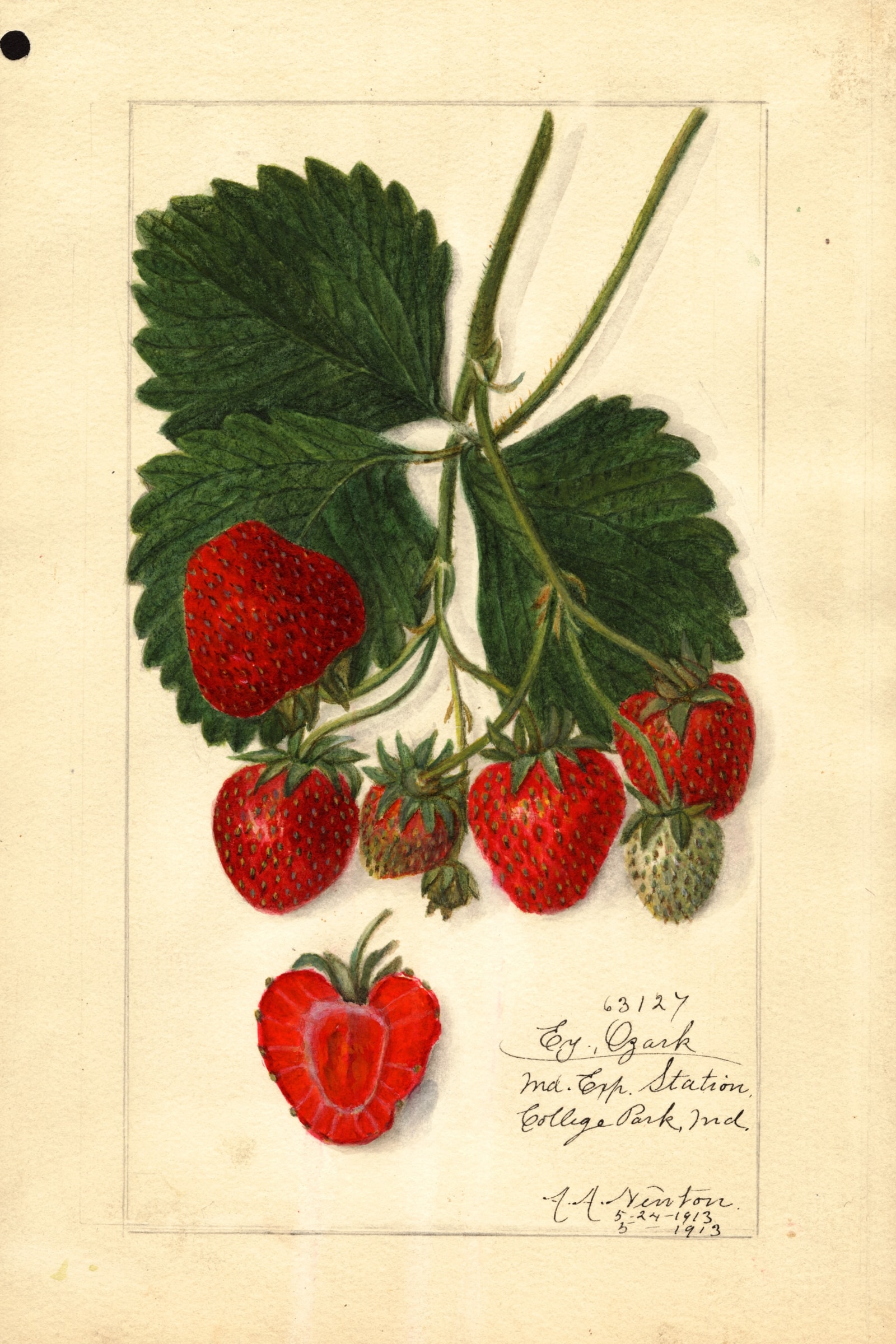 Early Ozark Strawberry