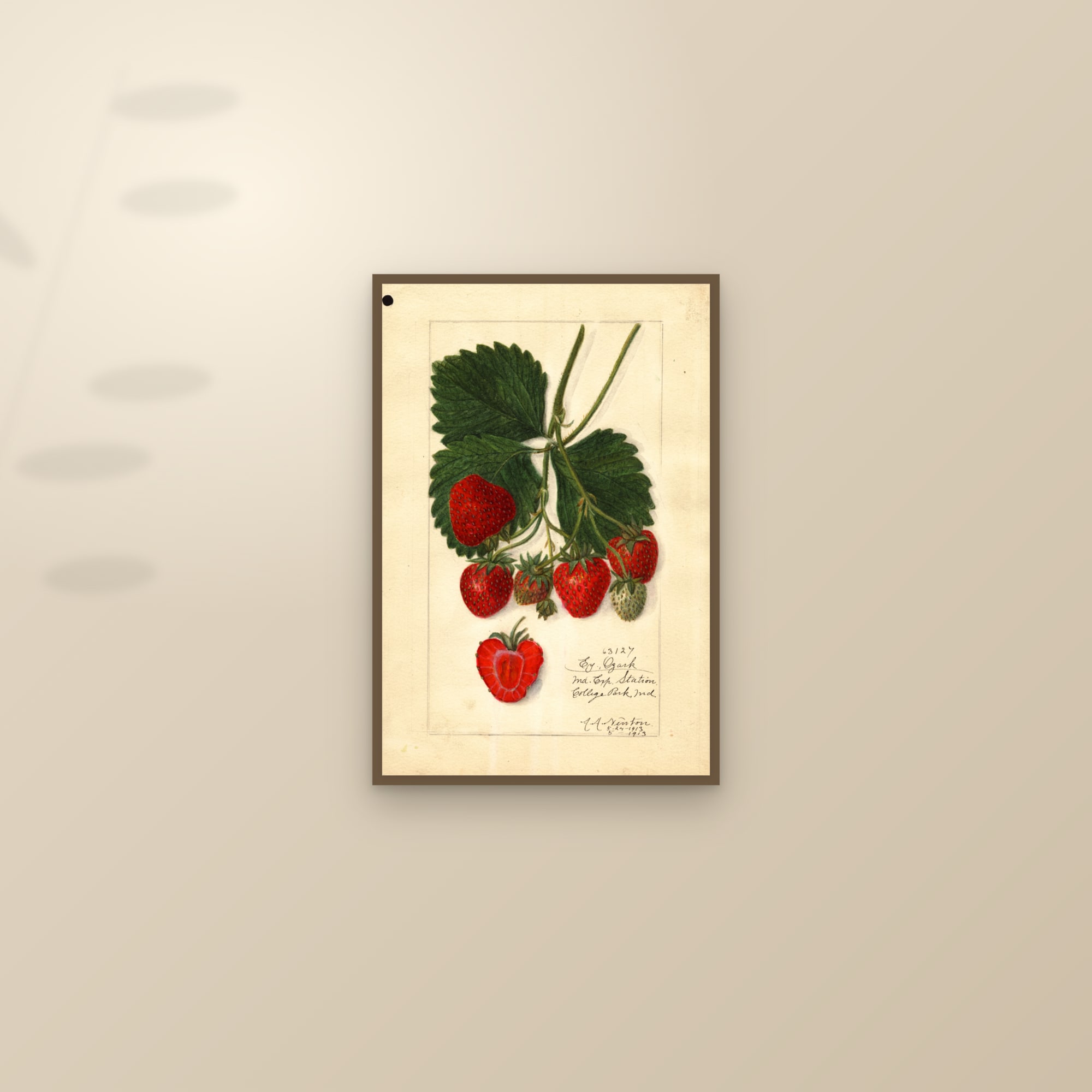 Early Ozark Strawberry — framed and styled on a sunlit wall
