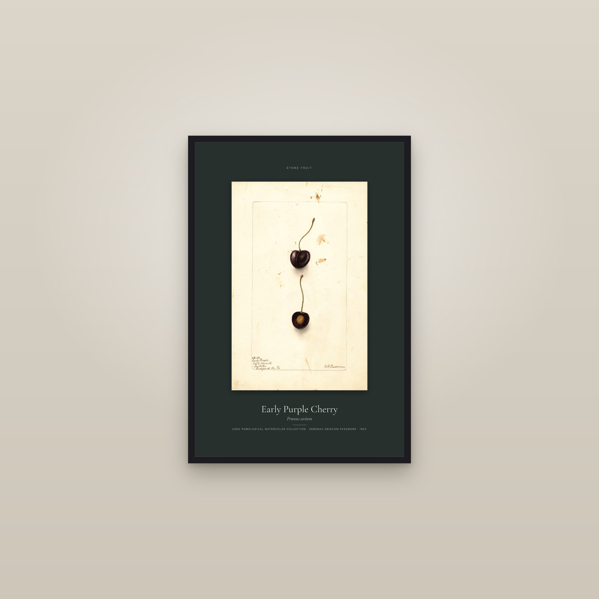 Early Purple Cherry — Specimen — framed in a gallery setting