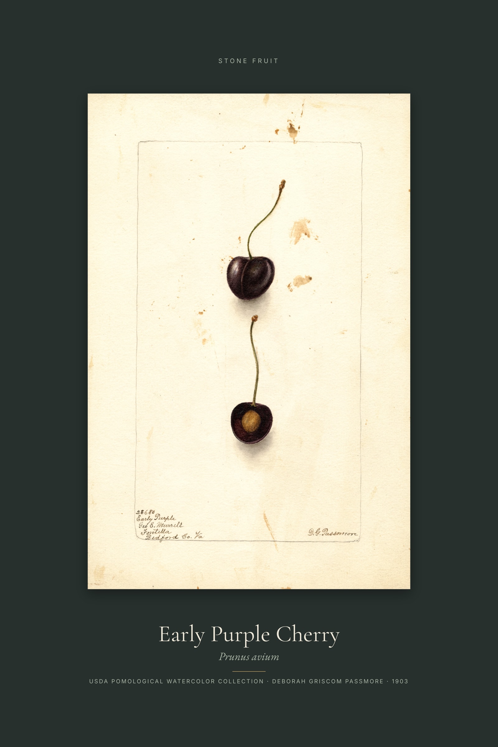 Early Purple Cherry — Specimen