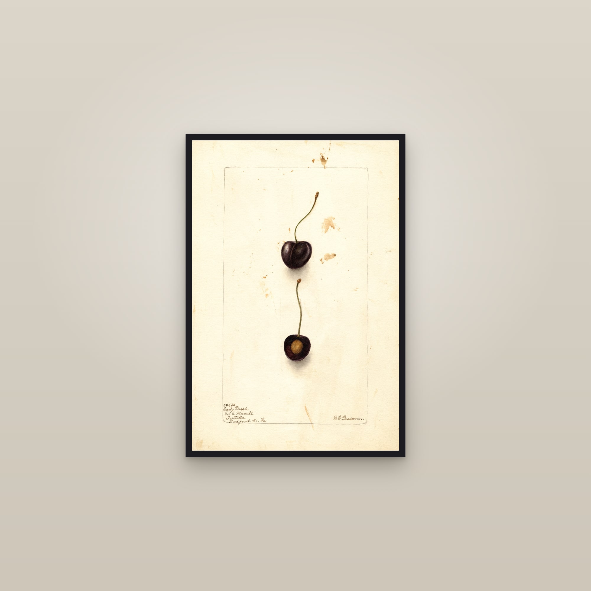 Early Purple Cherry — framed in a gallery setting