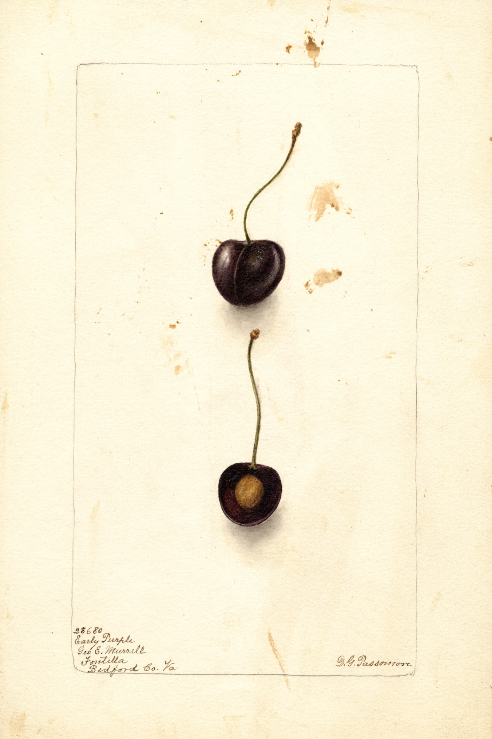 Early Purple Cherry