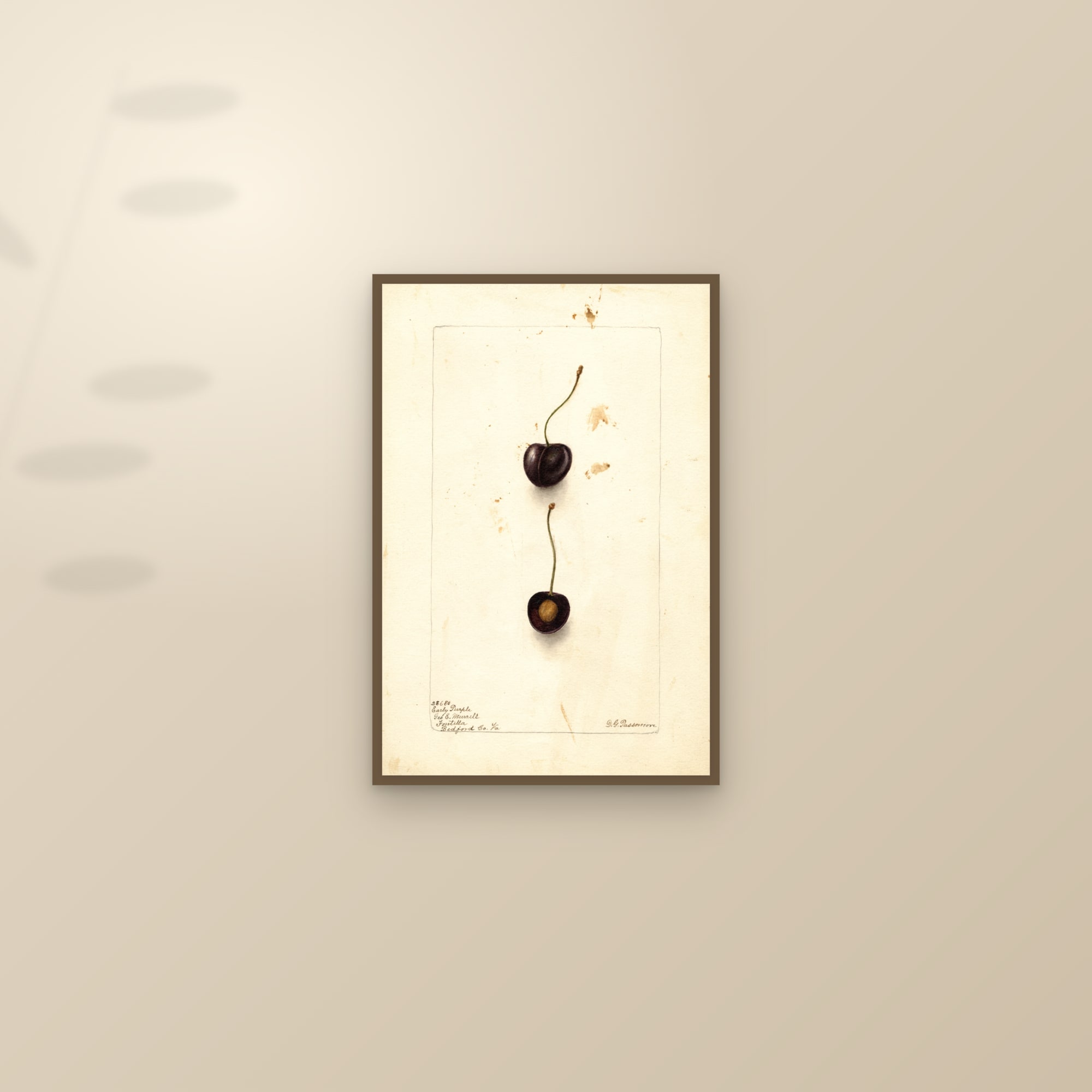 Early Purple Cherry — framed and styled on a sunlit wall