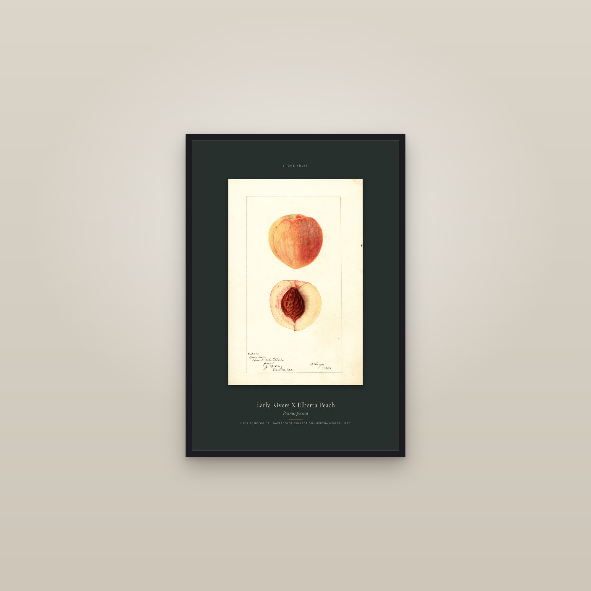 Early Rivers X Elberta Peach — Specimen — framed in a gallery setting