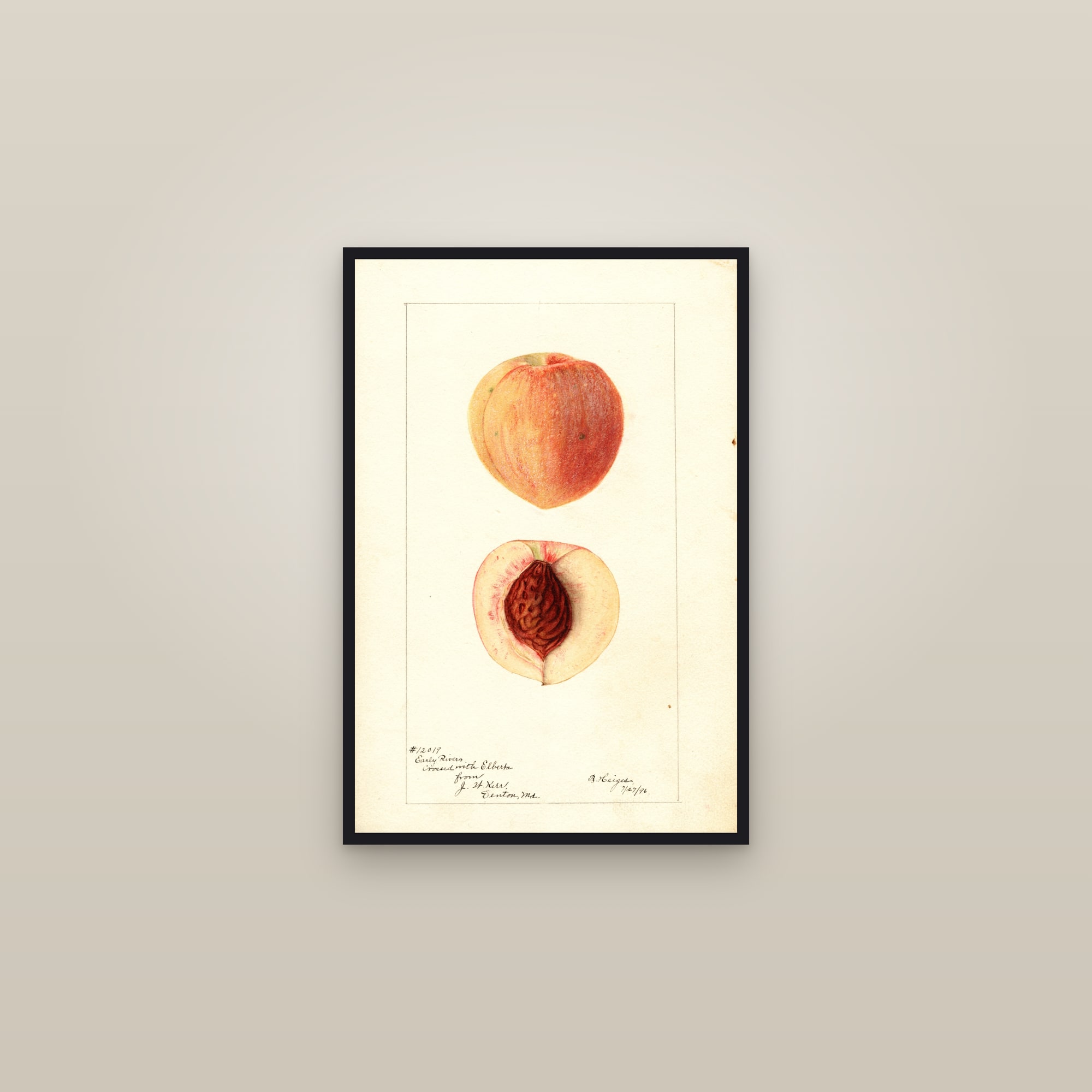 Early Rivers X Elberta Peach — framed in a gallery setting