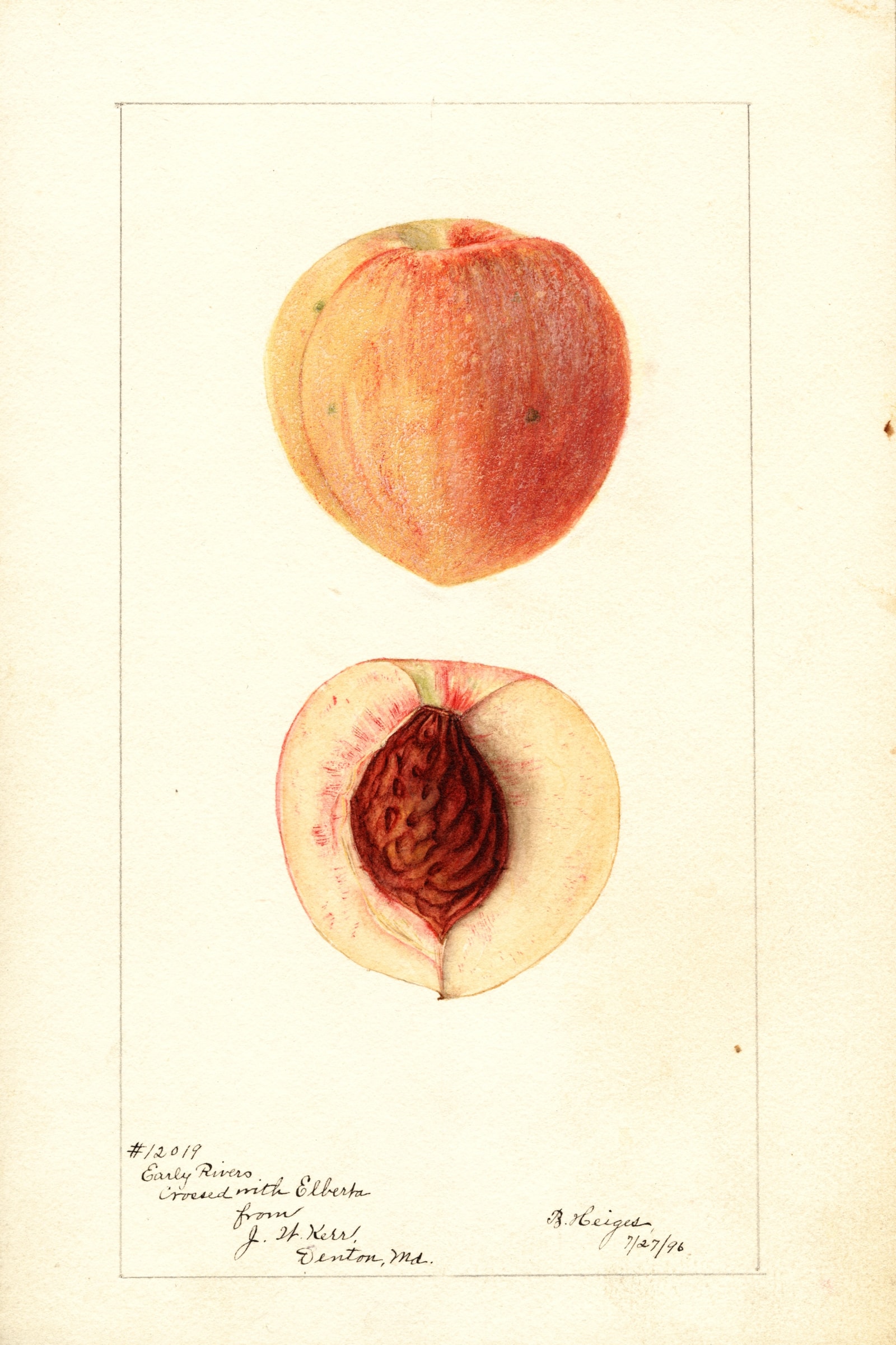 Early Rivers X Elberta Peach