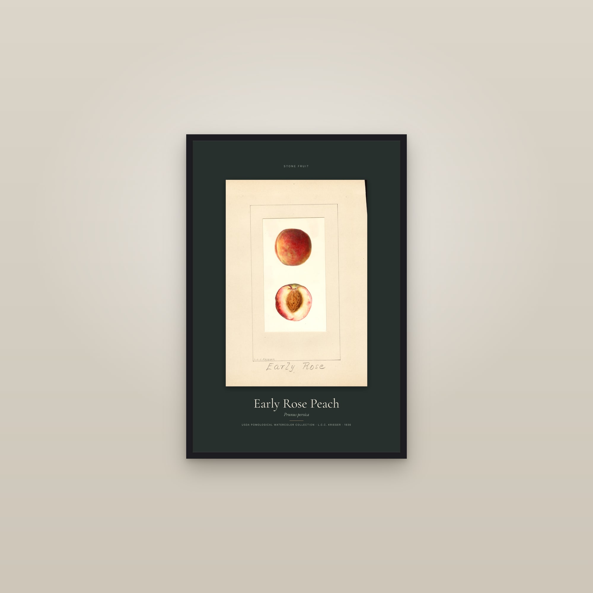 Early Rose Peach — Specimen — framed in a gallery setting