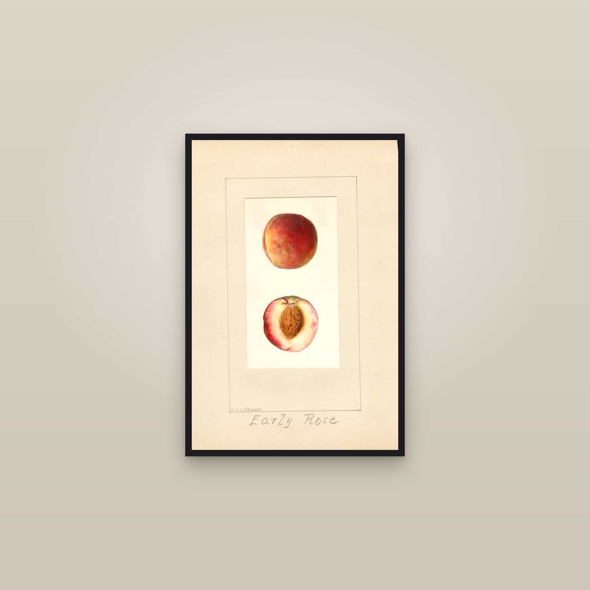 Early Rose Peach — framed in a gallery setting