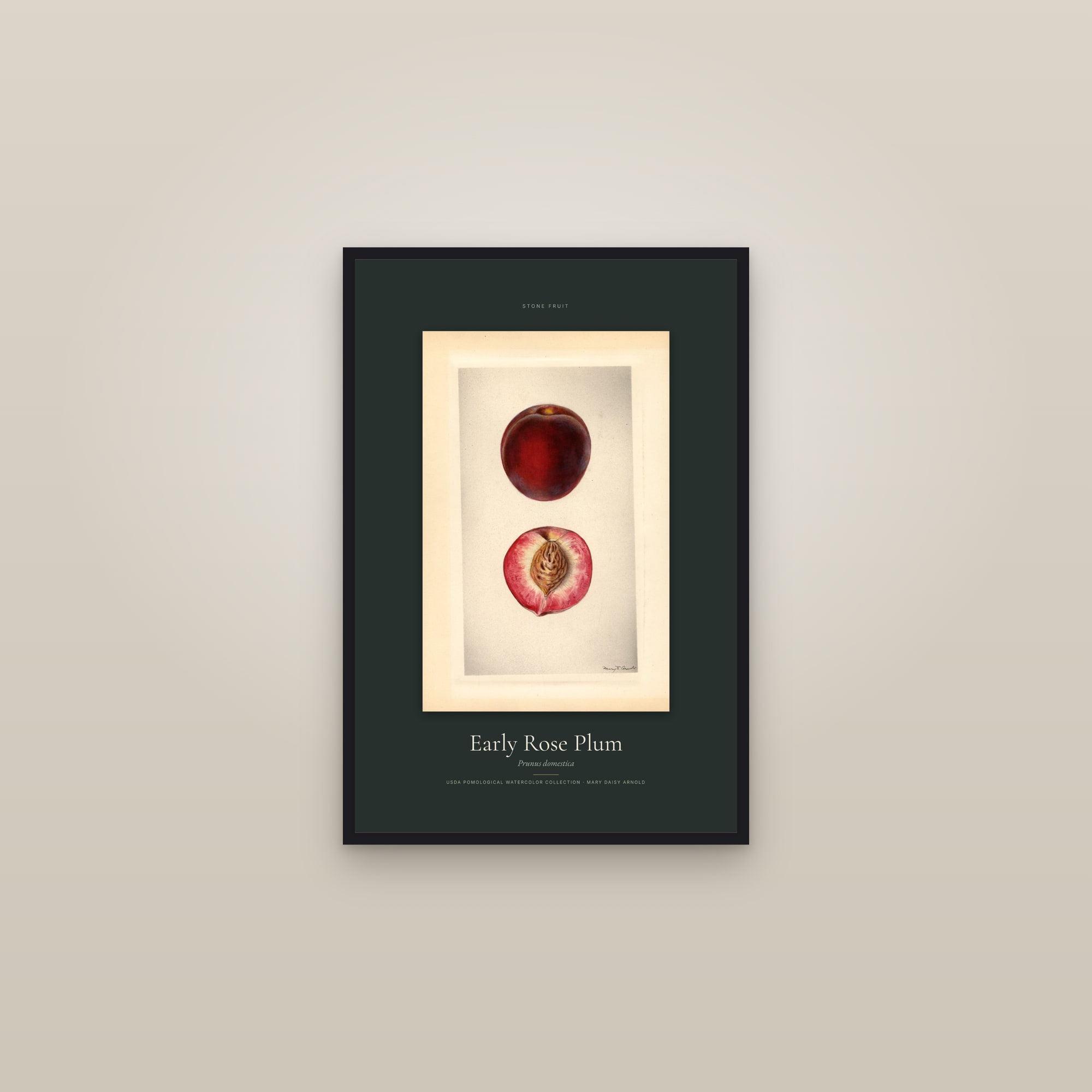 Early Rose Plum — Specimen — framed in a gallery setting