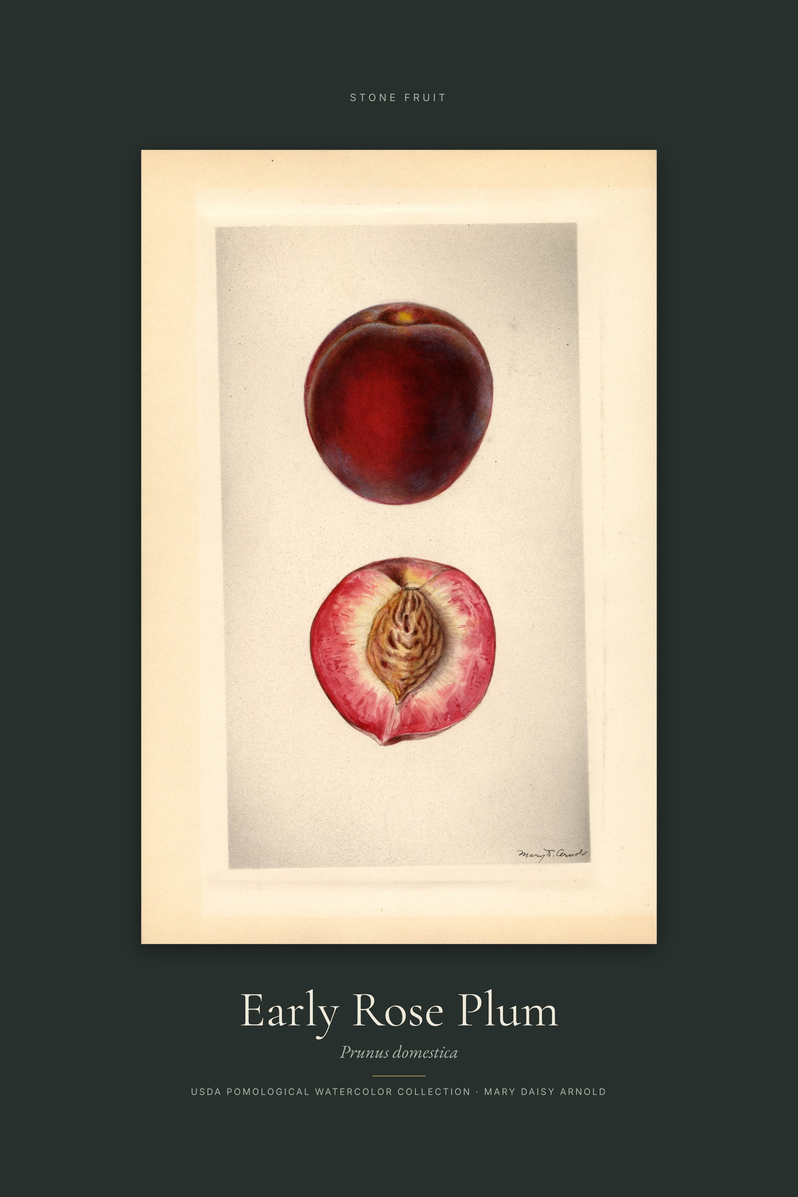 Early Rose Plum — Specimen