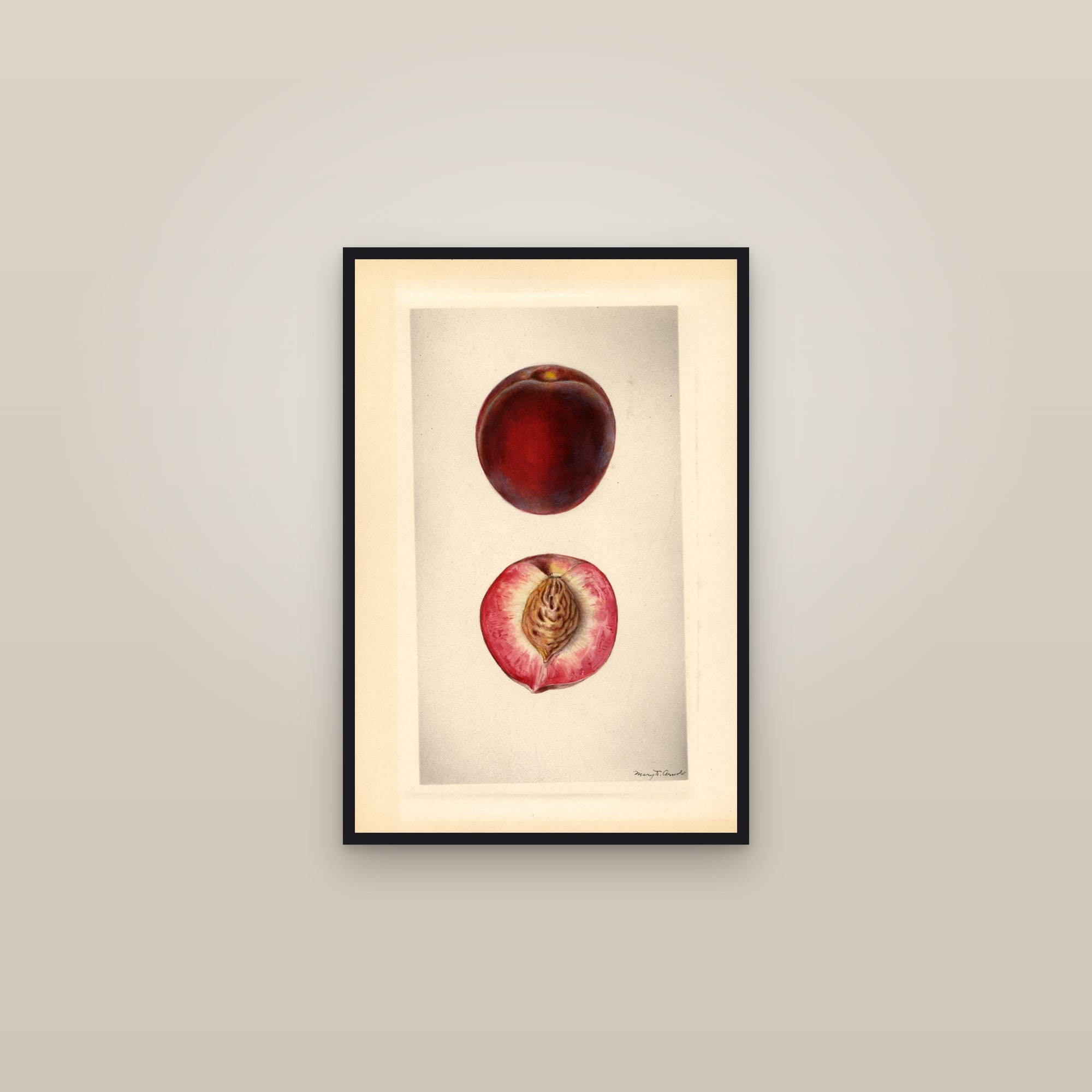 Early Rose Plum — framed in a gallery setting