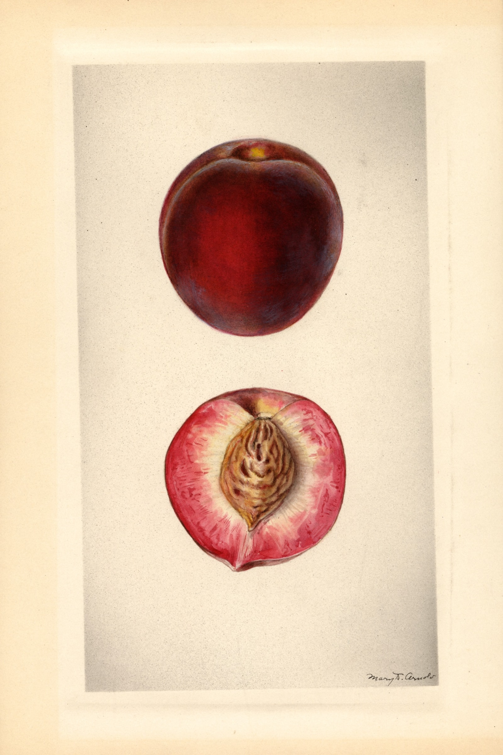 Early Rose Plum