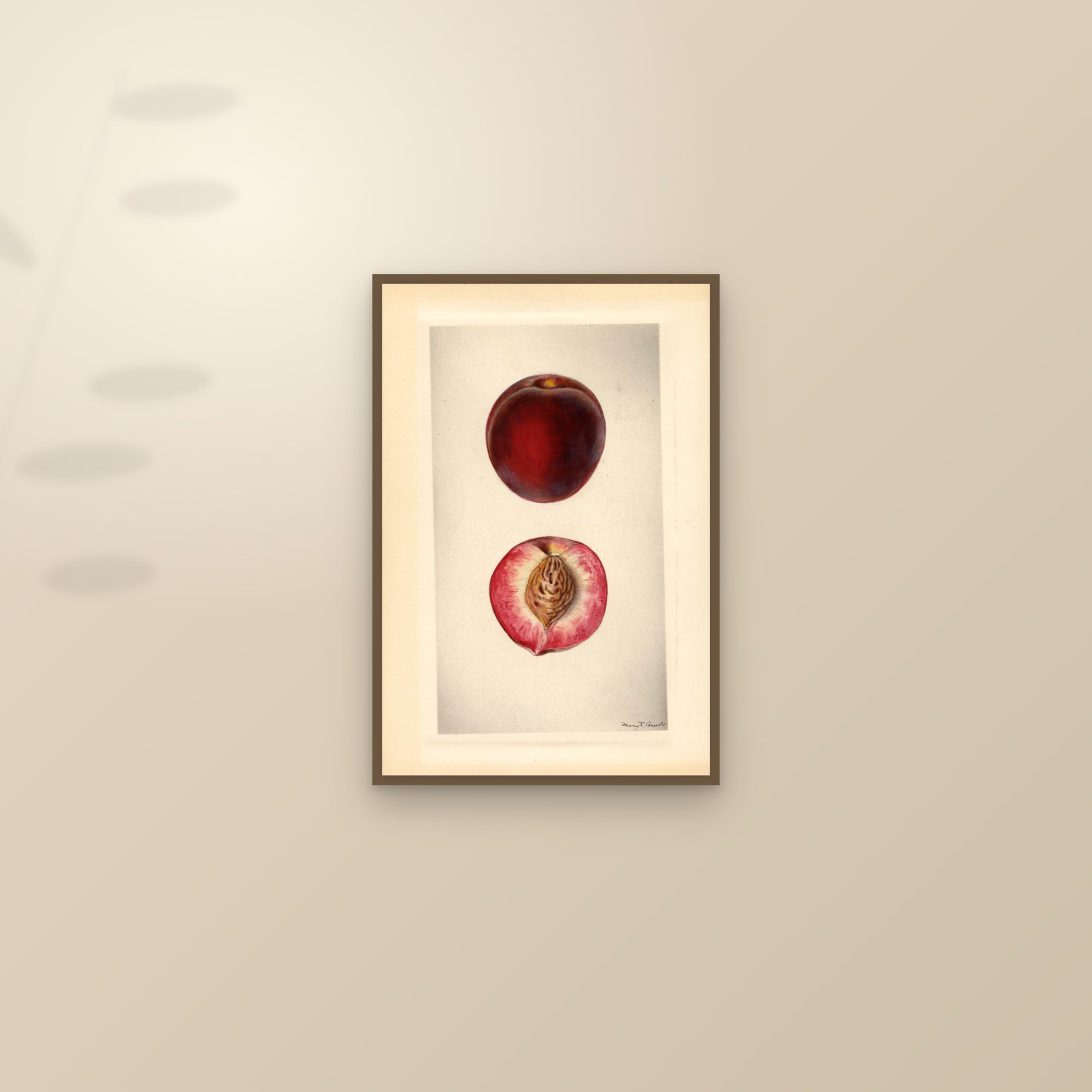 Early Rose Plum — framed and styled on a sunlit wall